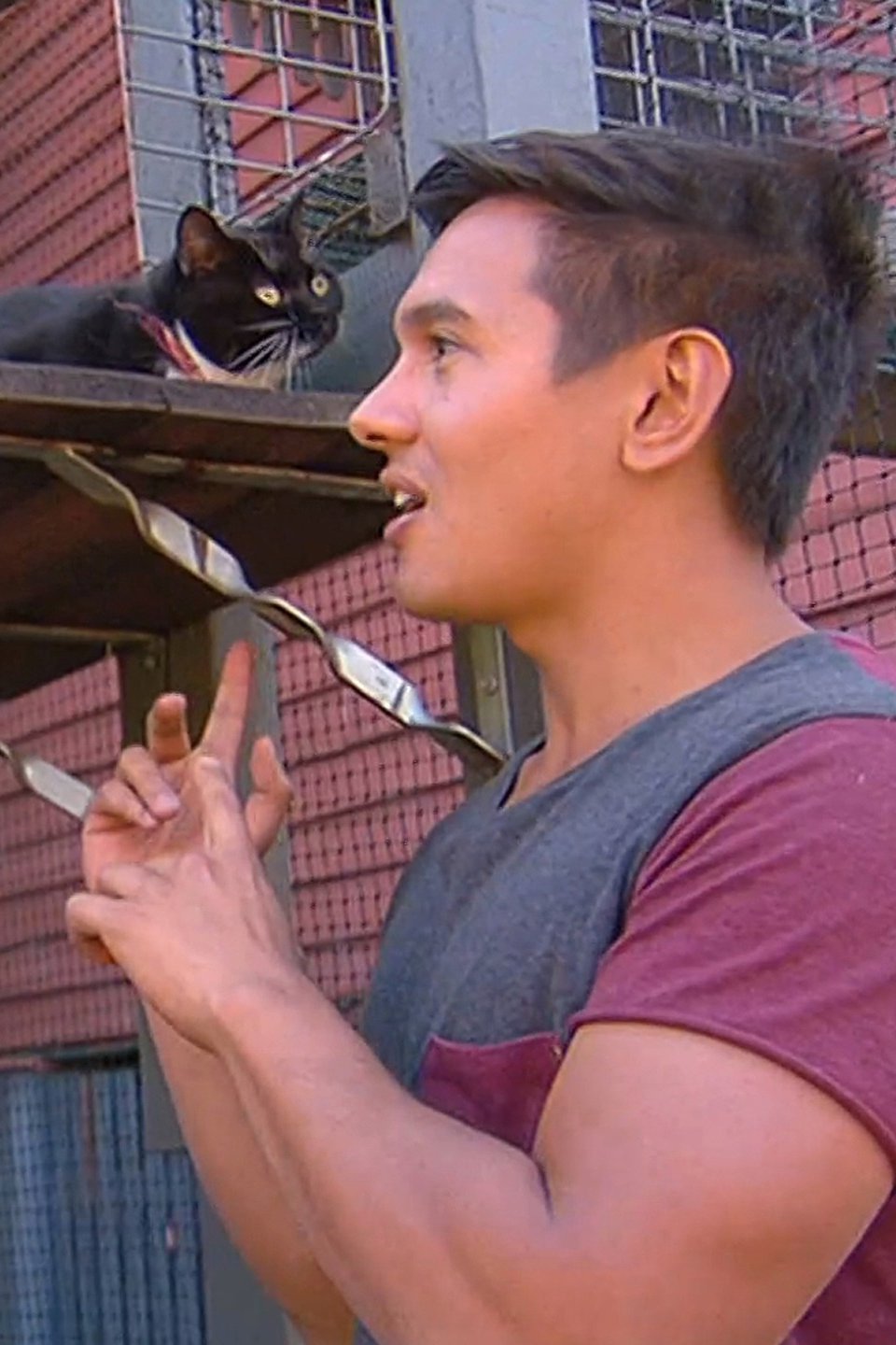 Cats Pictures Rotten Tomatoes