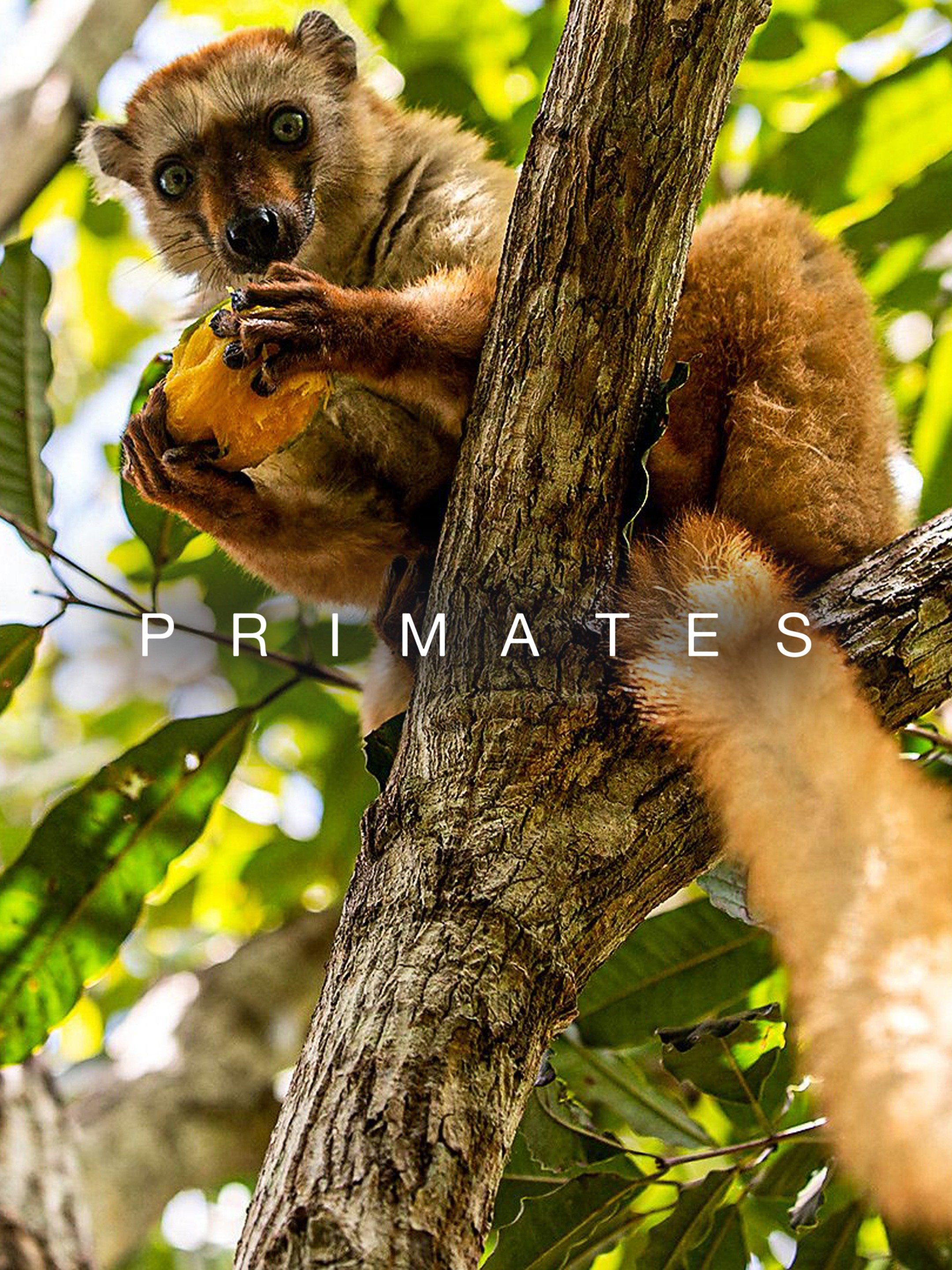 Primates Rotten Tomatoes