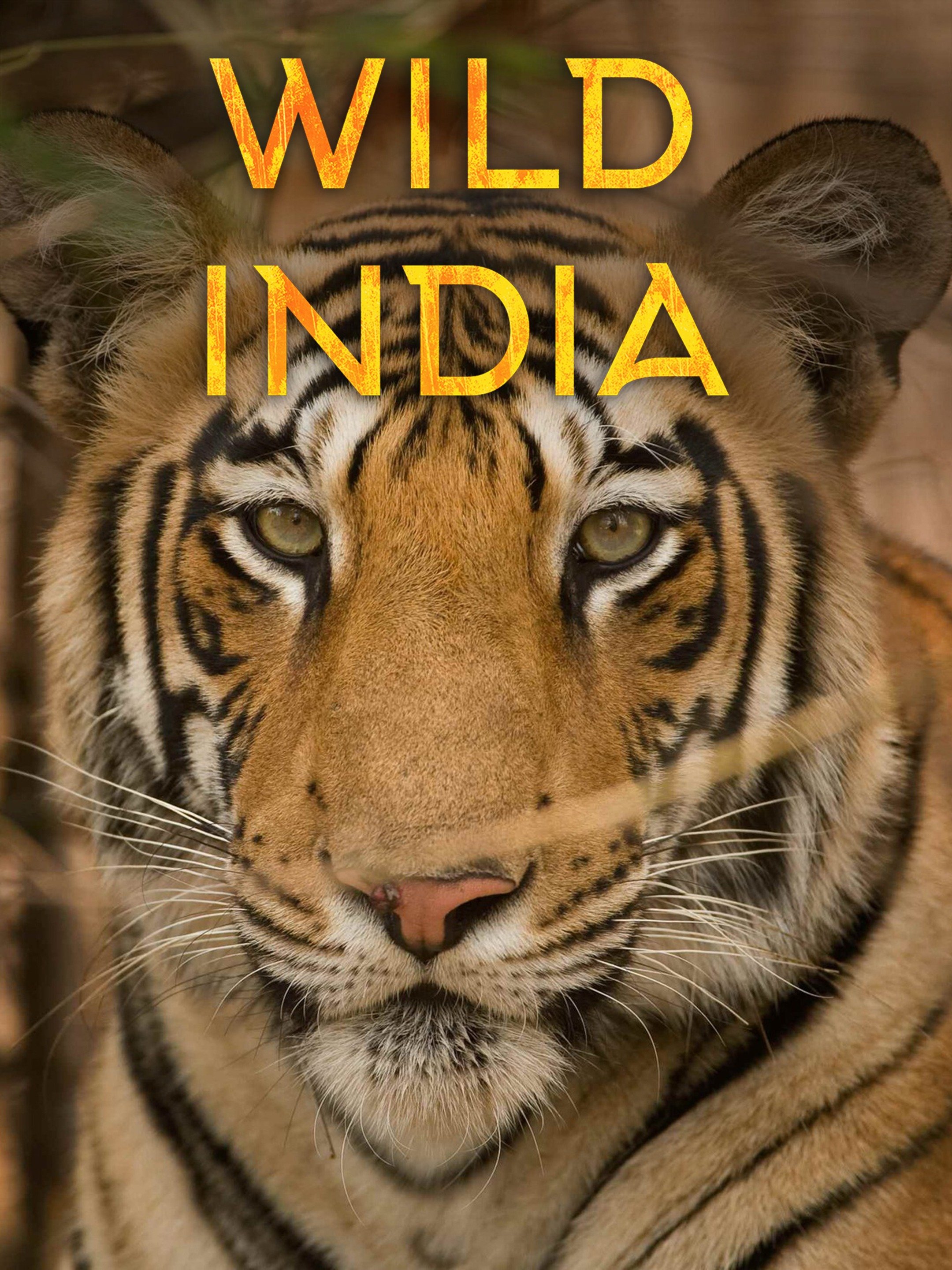 Wild India - Rotten Tomatoes