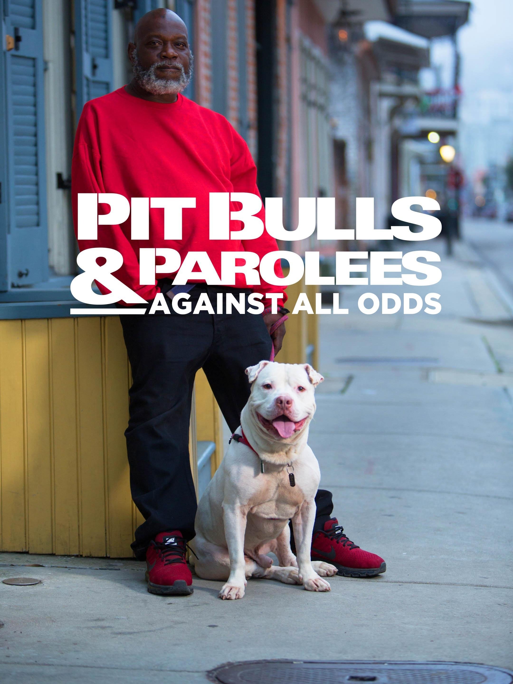 pitbulls and parolees leash