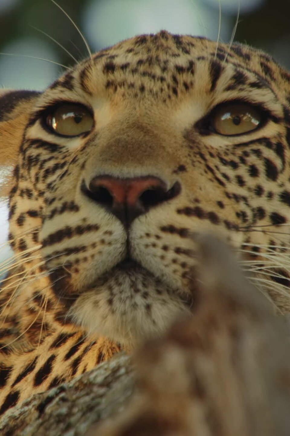 The Rebellion Pictures Rotten Tomatoes