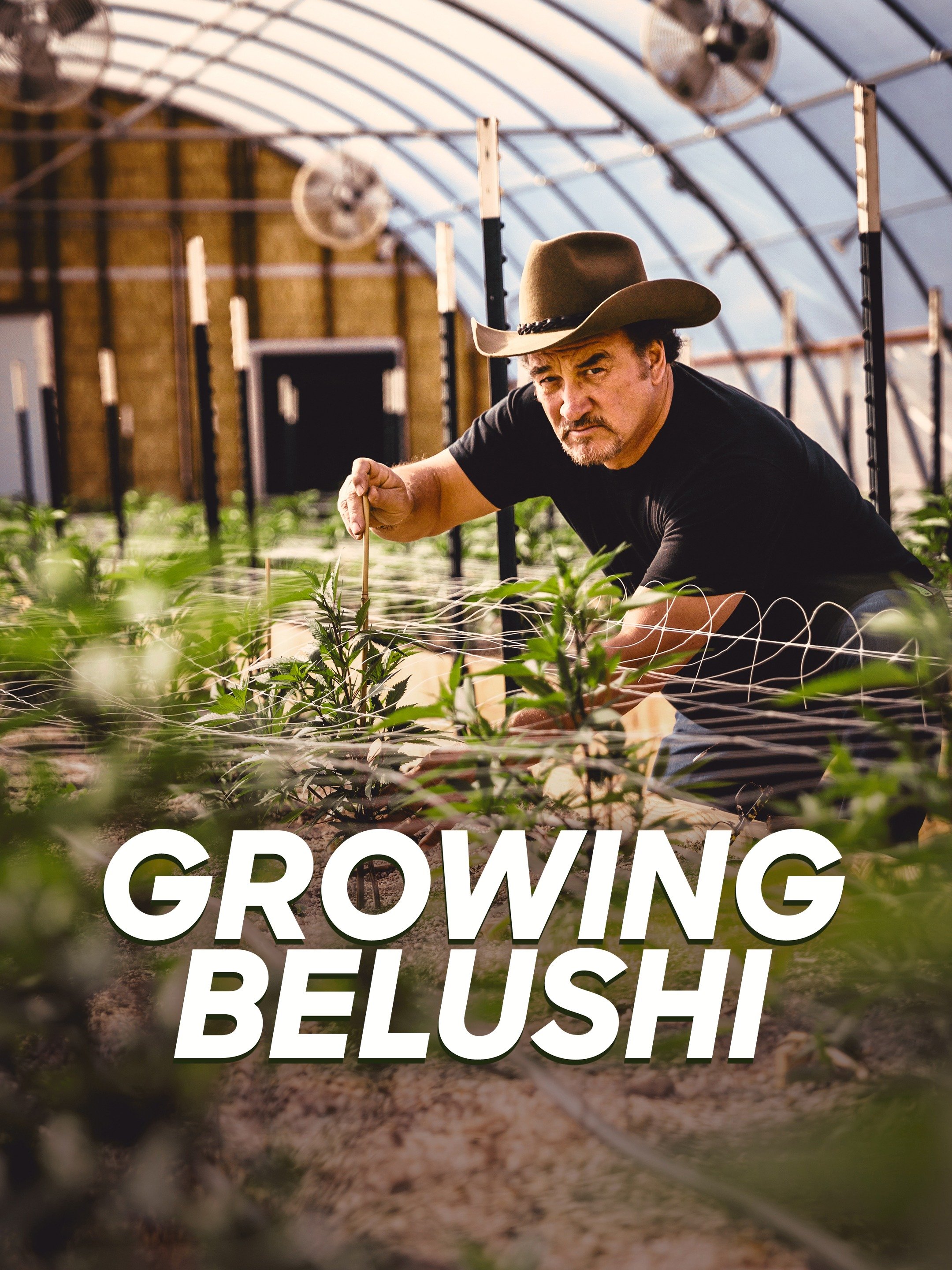 Growing Belushi Rotten Tomatoes