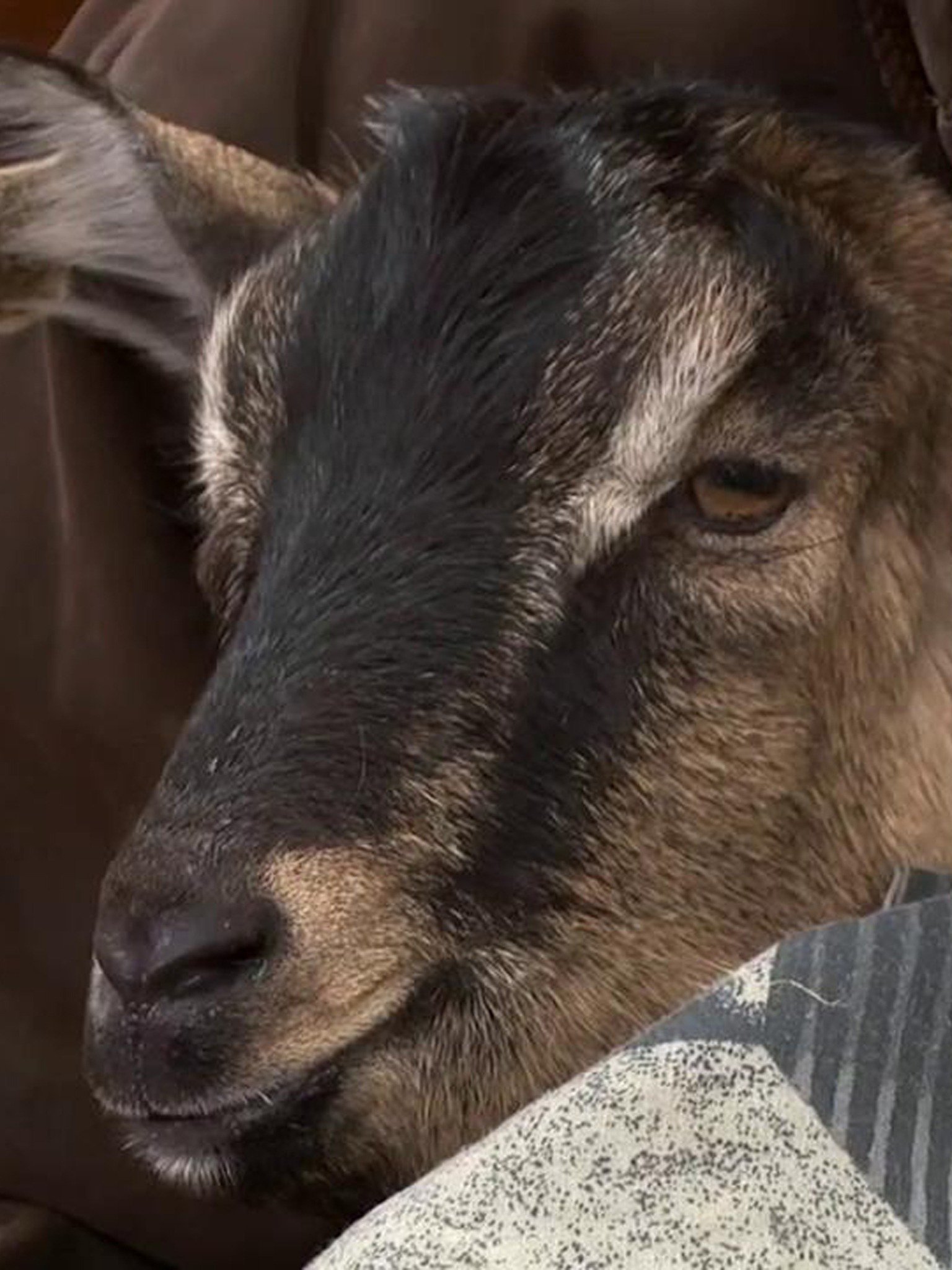 Pollapse of Judgement Pictures Rotten Tomatoes