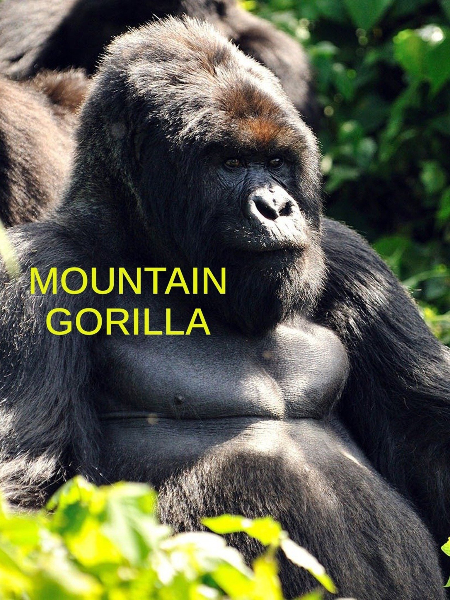 Mountain Gorilla Mission Critical Rotten Tomatoes