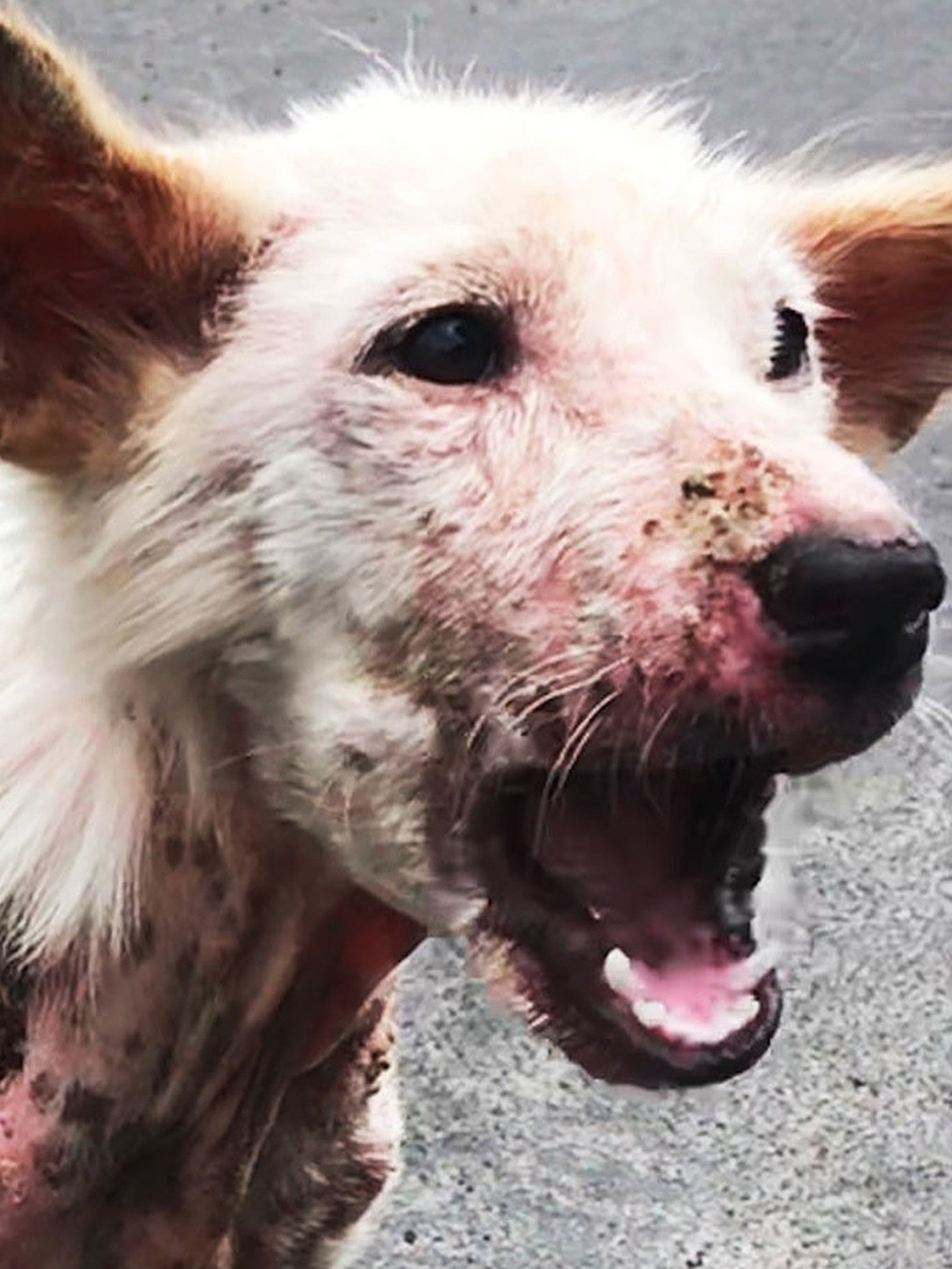 Sick Street Dog Makes the Most Amazing Transformation Pictures - Rotten ...