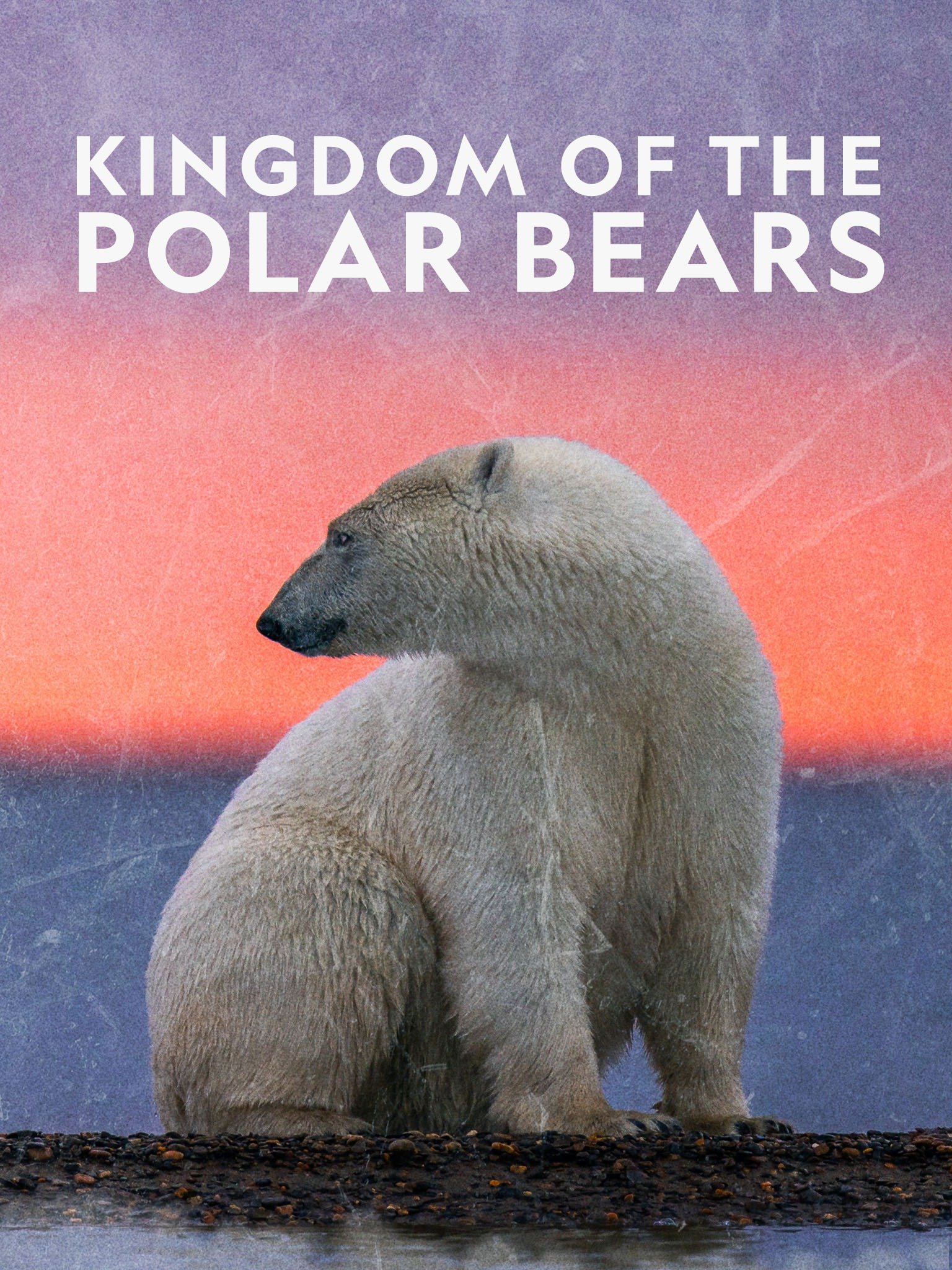北極熊王國 | awwrated | 你的 Netflix 避雷好幫手!