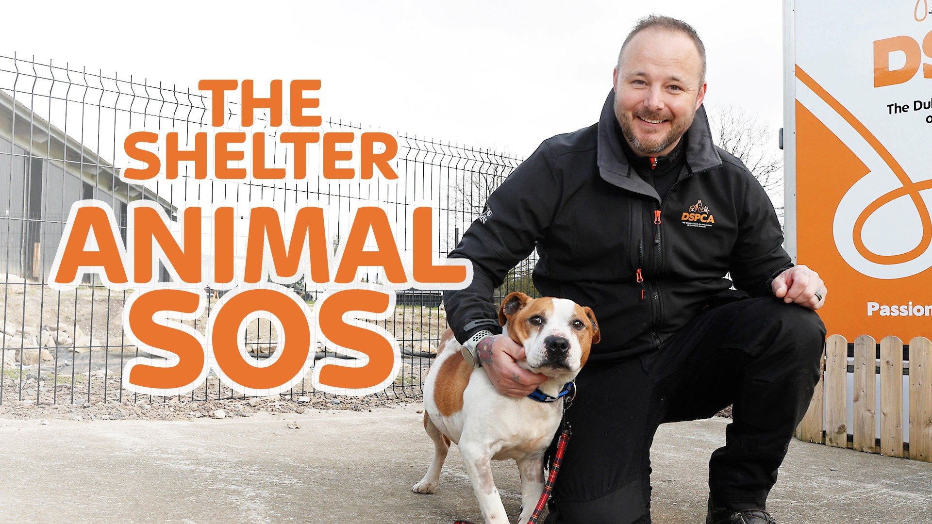 The Shelter: Animal SOS - Rotten Tomatoes