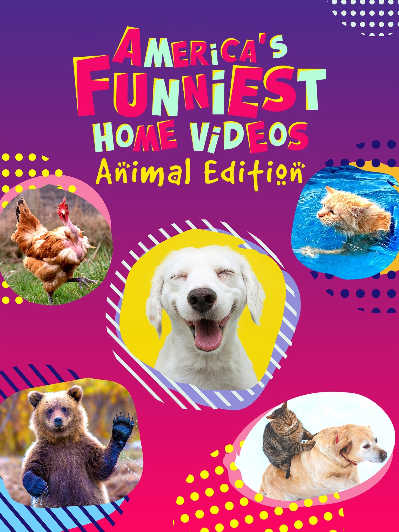 America's Funniest Home Videos: Animal Edition - Rotten Tomatoes