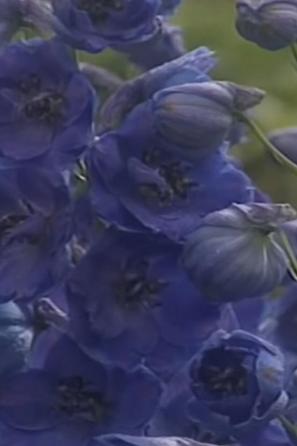 Colors (Blue) Pictures Rotten Tomatoes