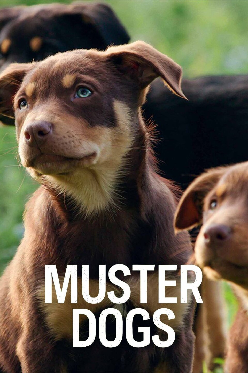 Muster Dogs - Rotten Tomatoes