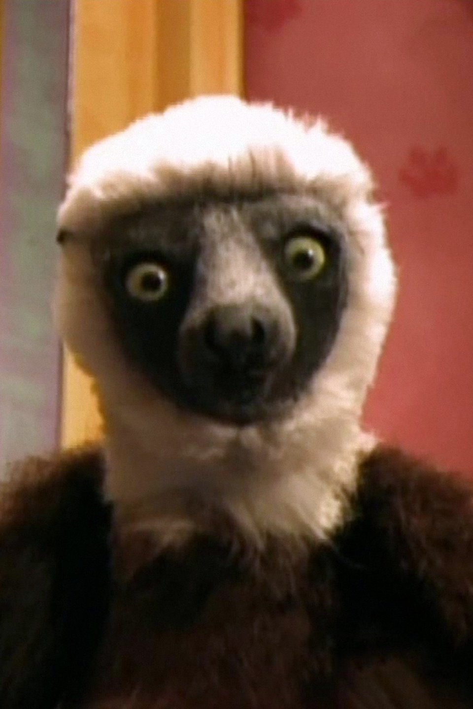 Cats Pictures Rotten Tomatoes