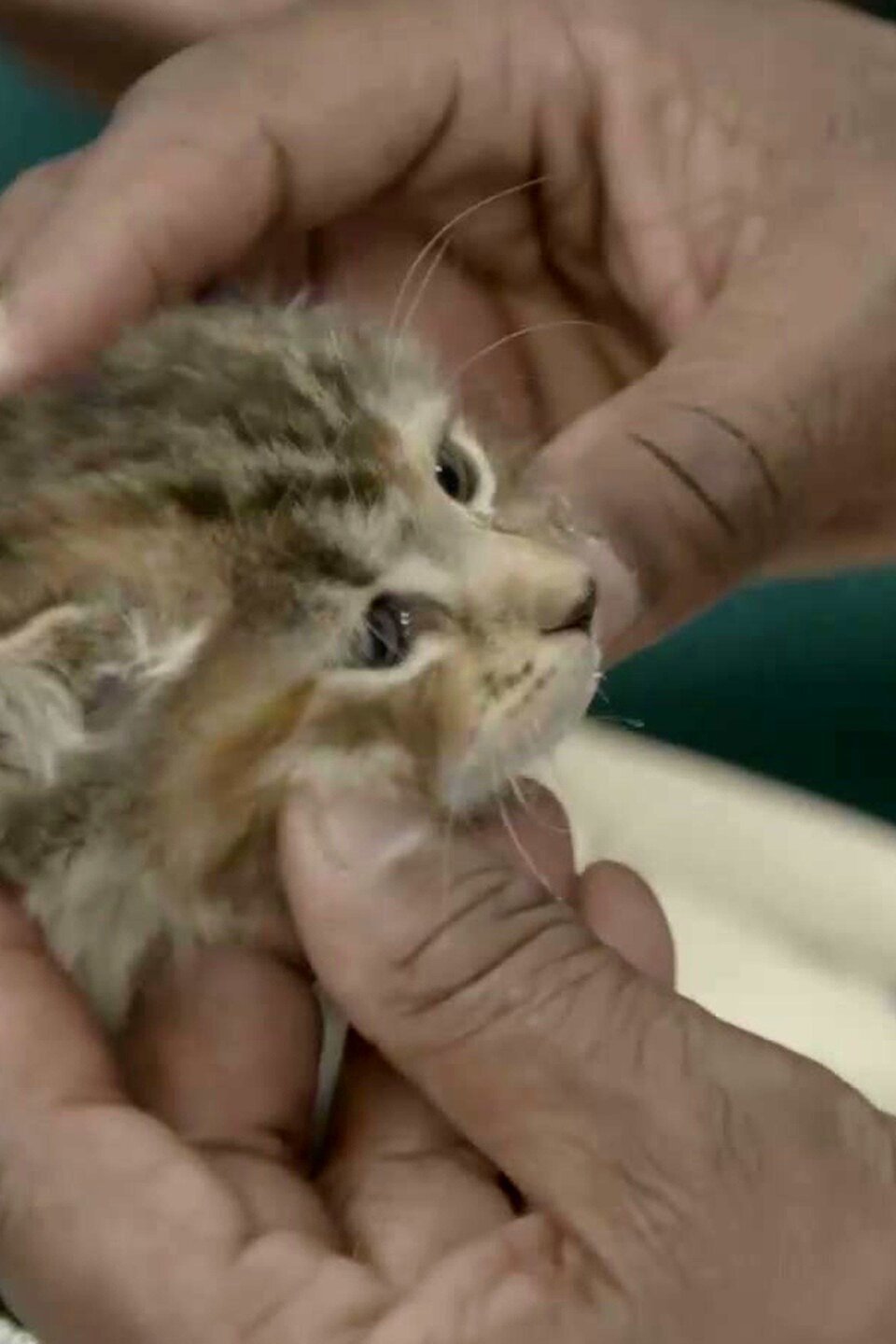 Catastrophe Pictures Rotten Tomatoes