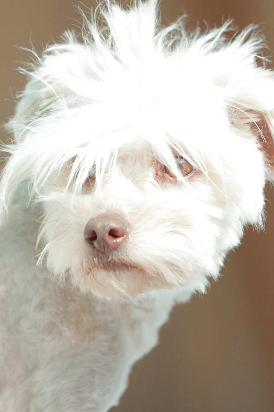 Ava Pictures Rotten Tomatoes