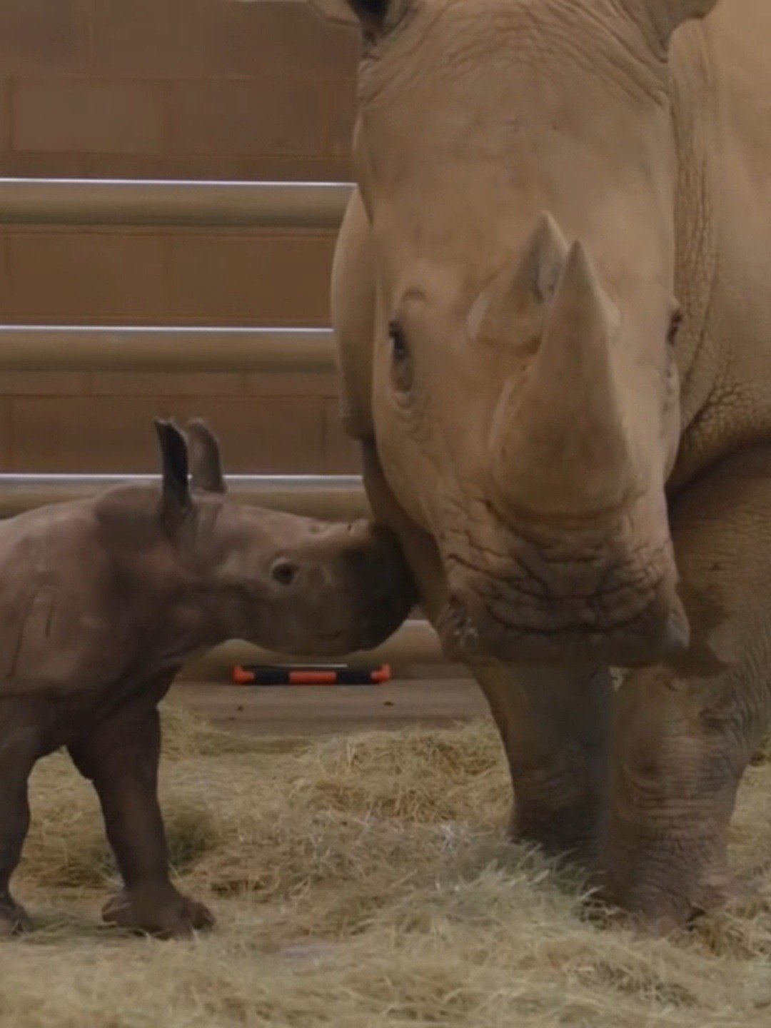 Albino pygmy rhino