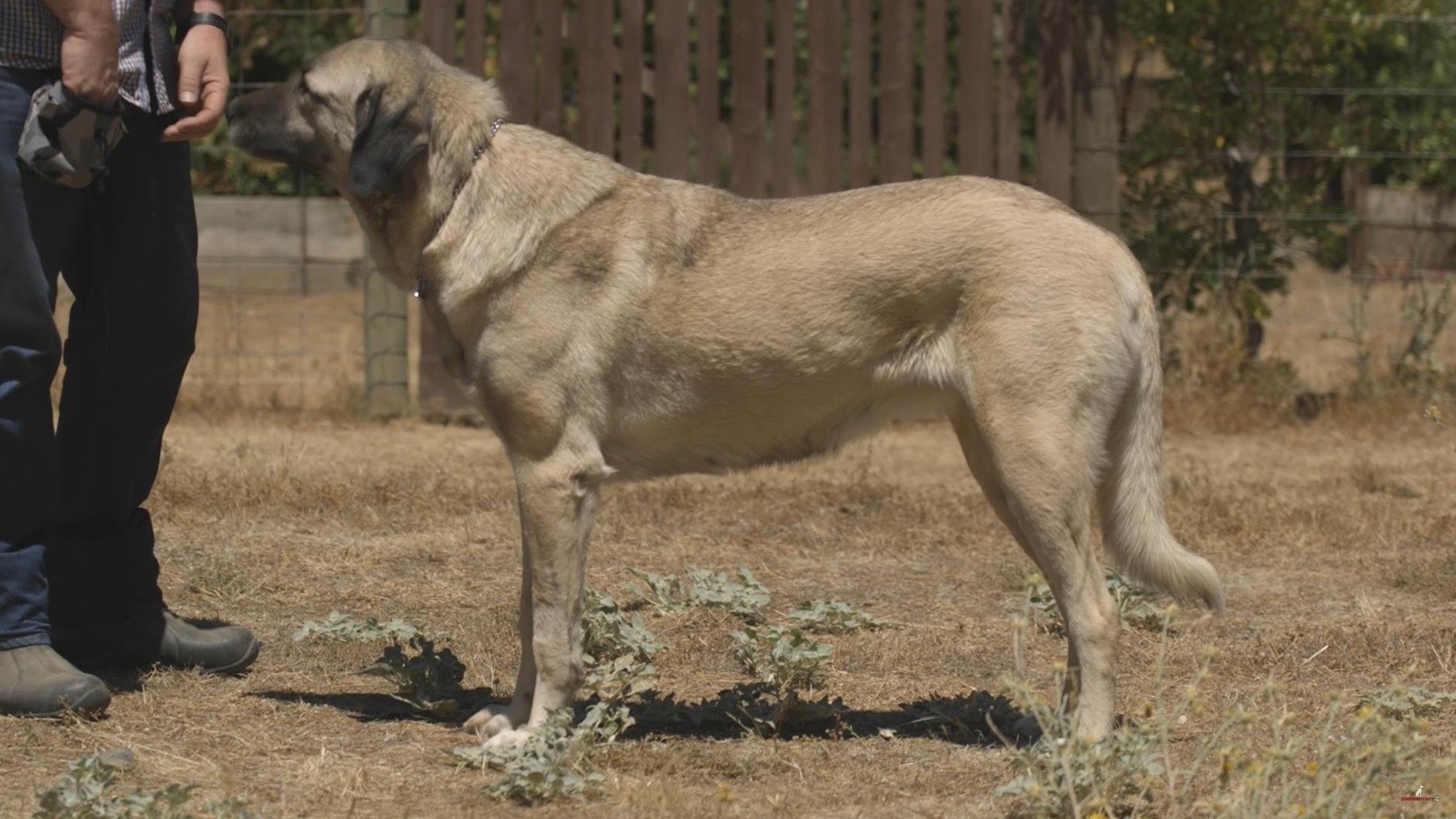 kurdish kangal dog