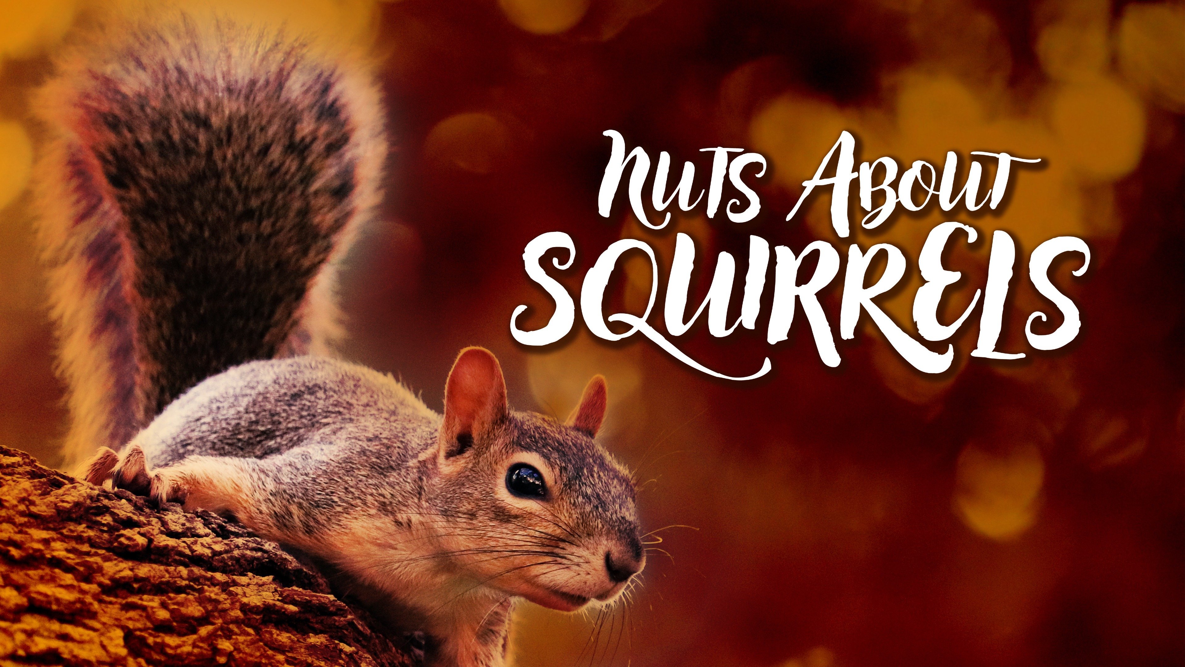 squirrel balls