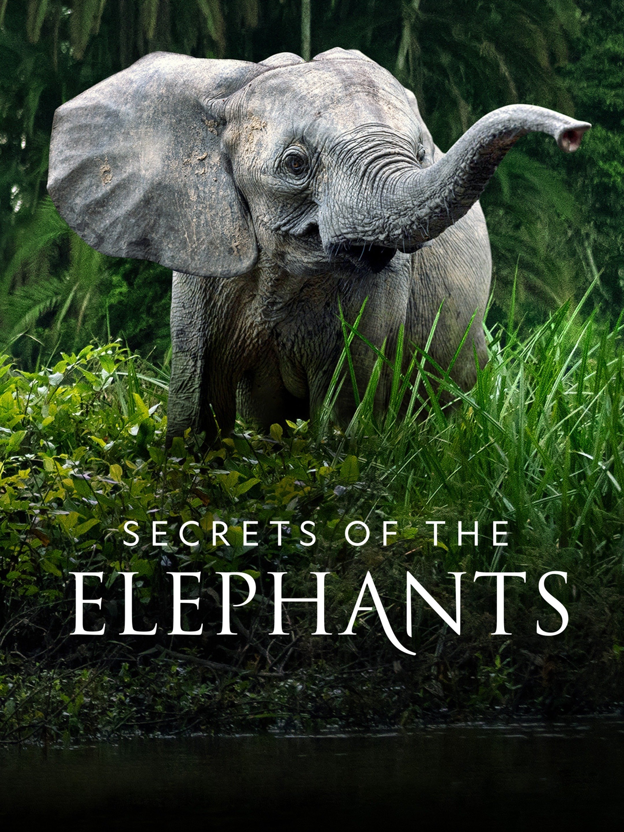 Secrets of the Elephants Rotten Tomatoes