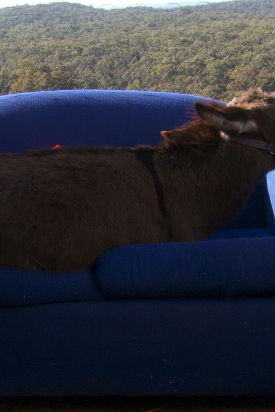 Desk Jockey Pictures Rotten Tomatoes