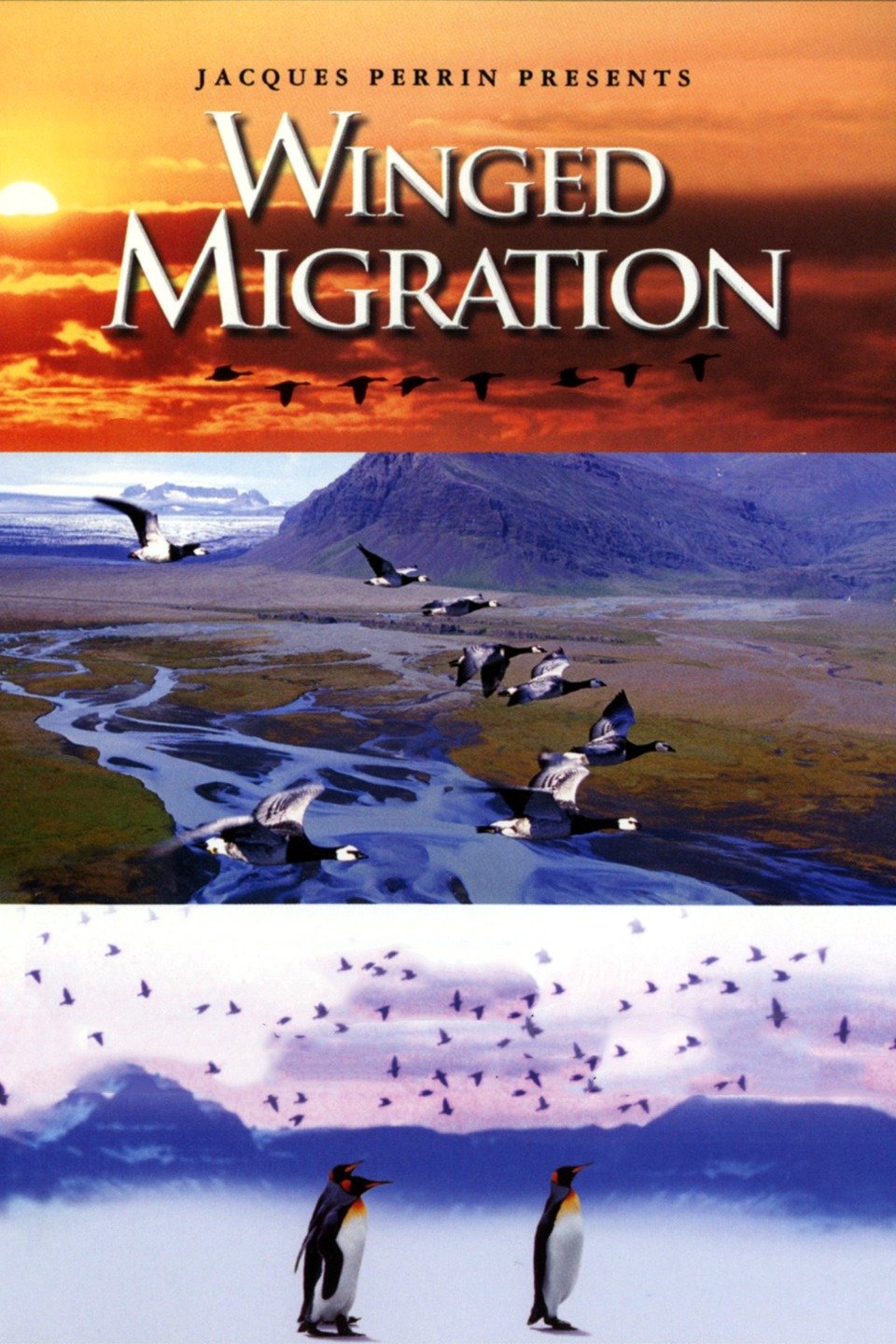 winged-migration-pictures-rotten-tomatoes