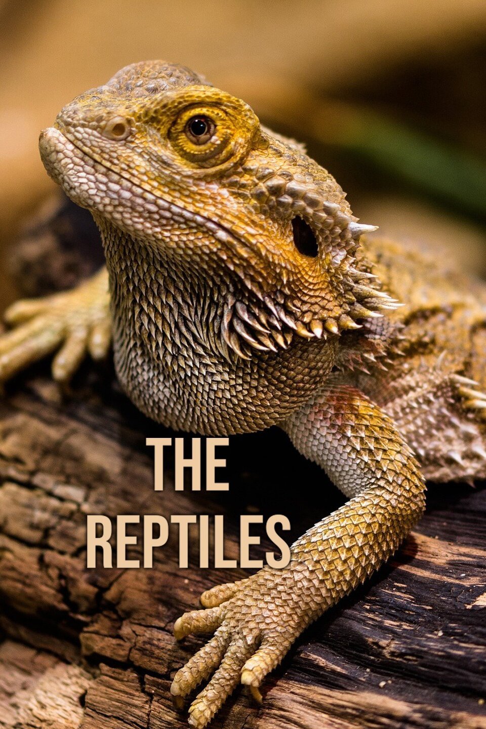 The Reptiles - Rotten Tomatoes