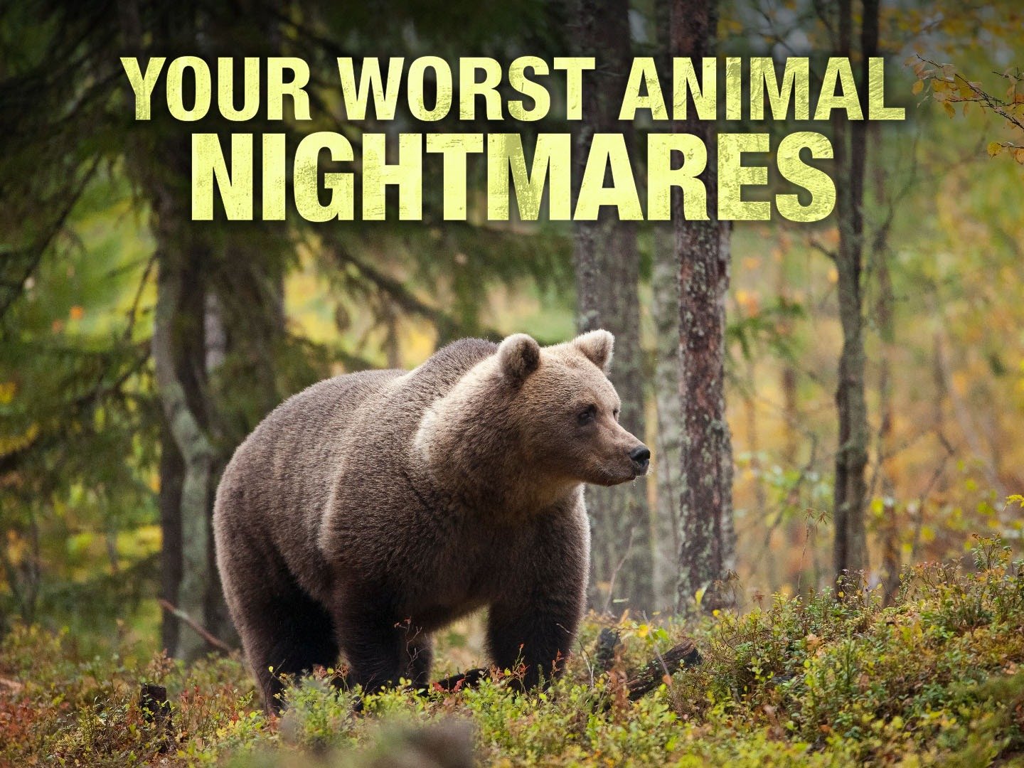 Your Worst Animal Nightmares [DVD] www.krzysztofbialy.com