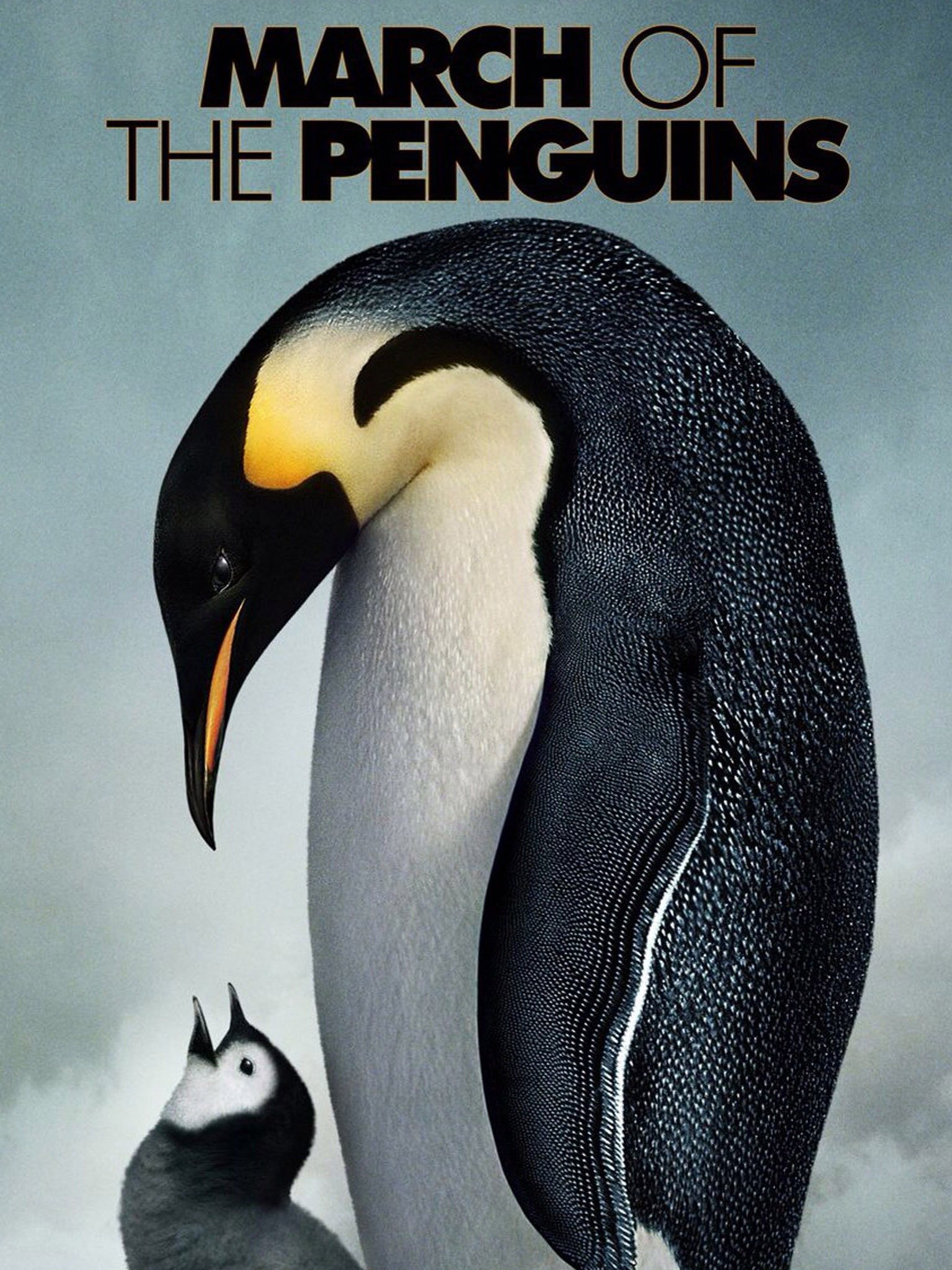 March of the Penguins Pictures Rotten Tomatoes