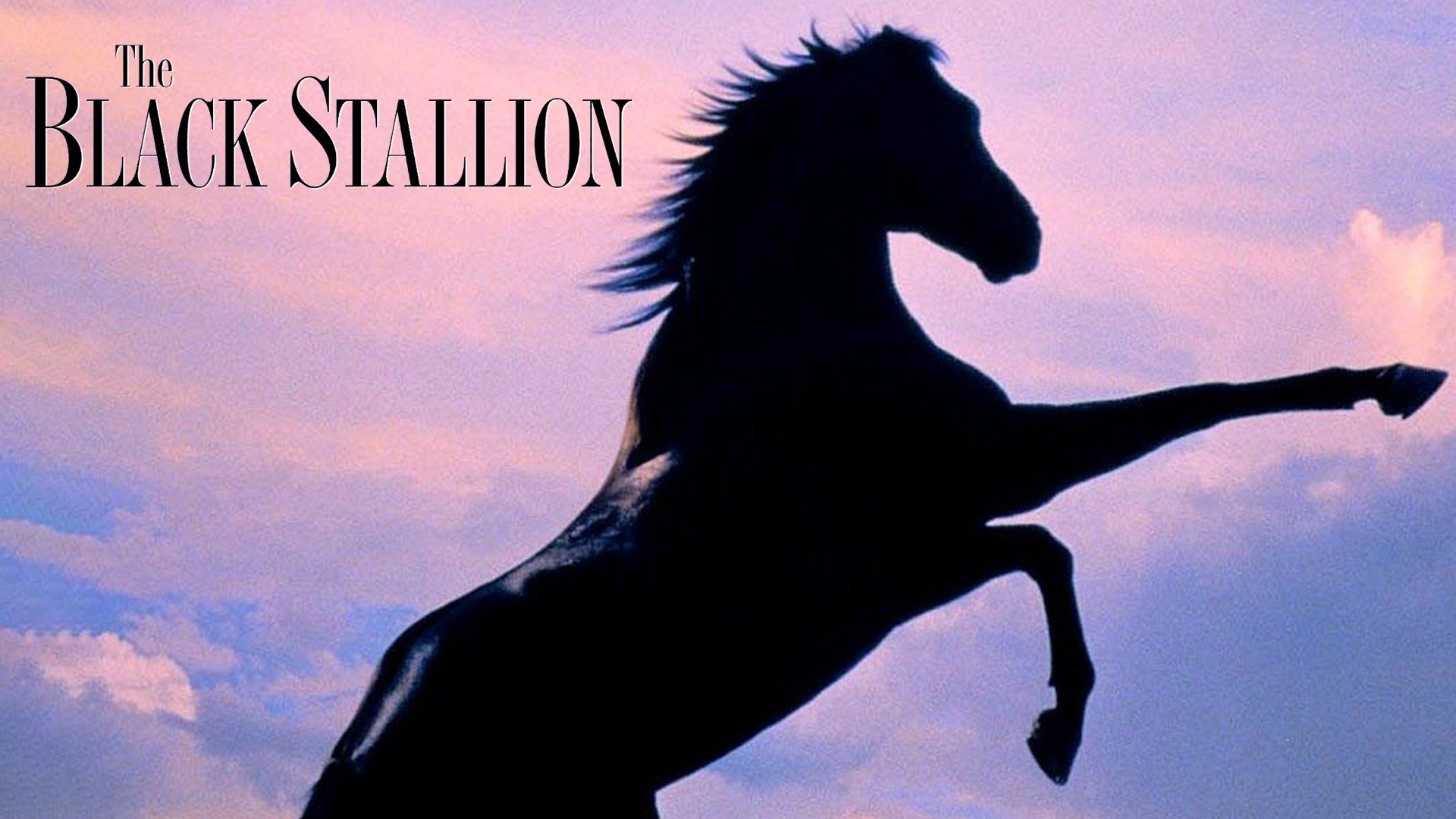 Black Stallion Film Caleb Deschanel