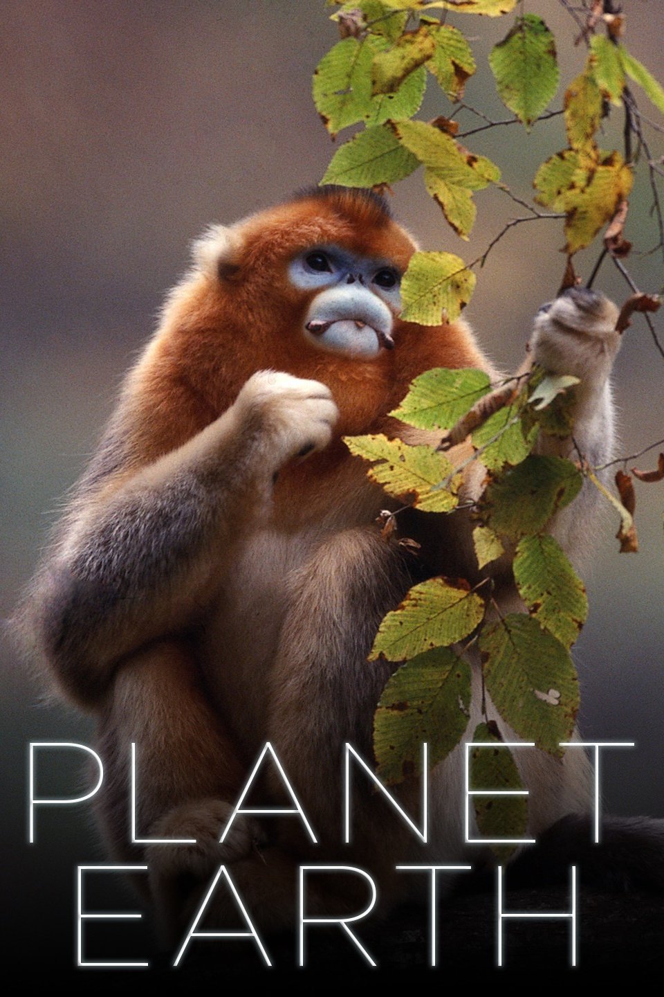 Planet Earth Pictures - Rotten Tomatoes