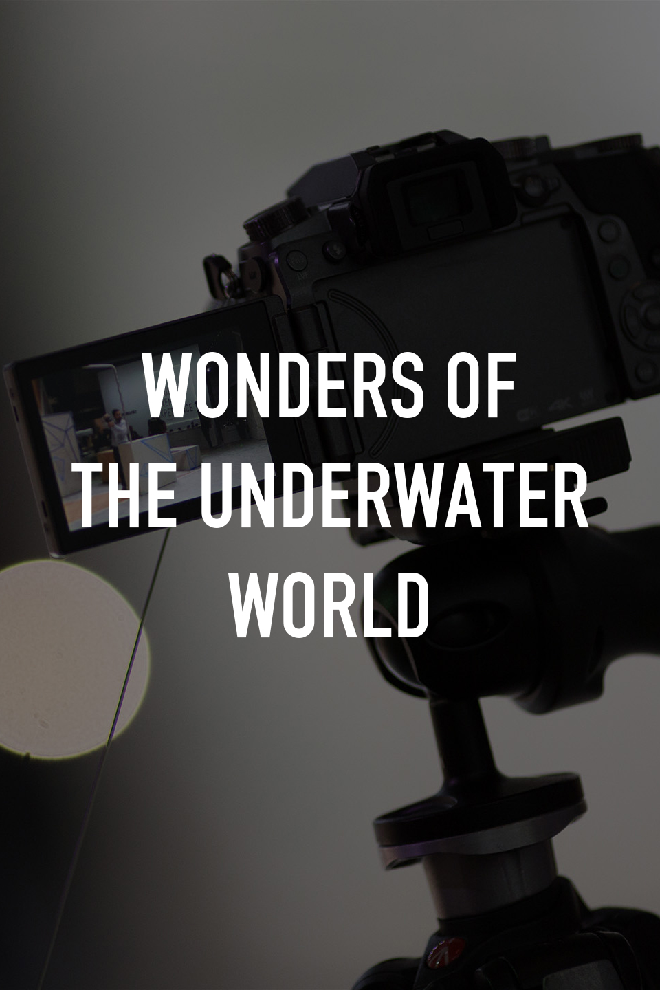 Wonders of the Underwater World Rotten Tomatoes