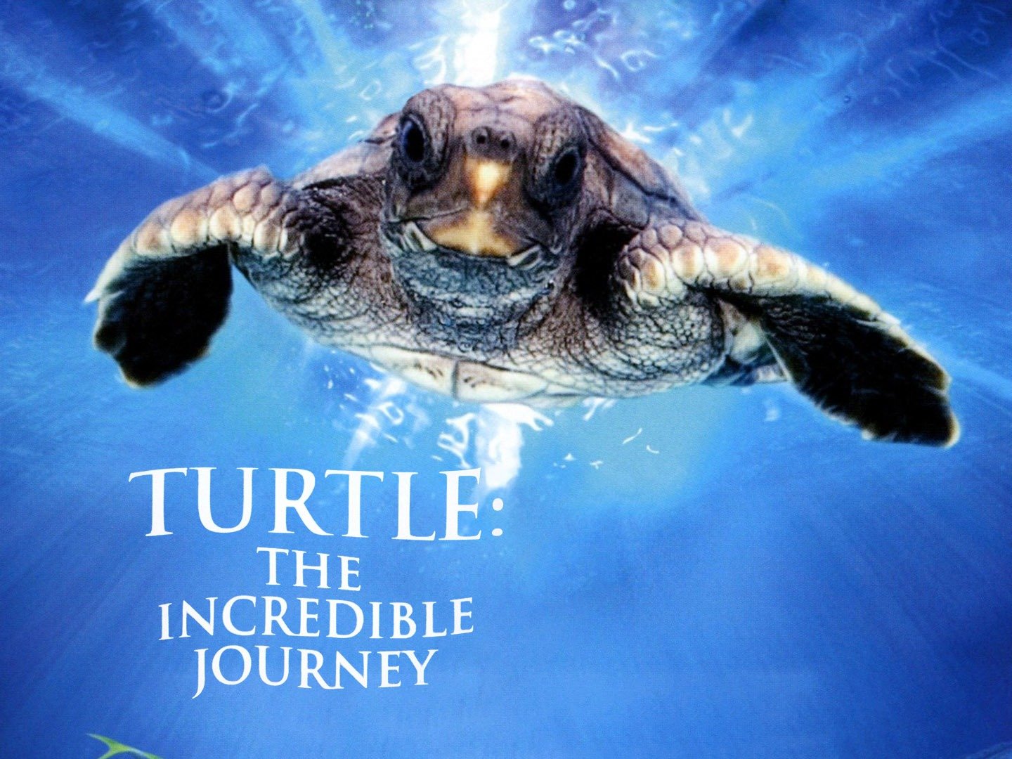 turtle the incredible journey full movie