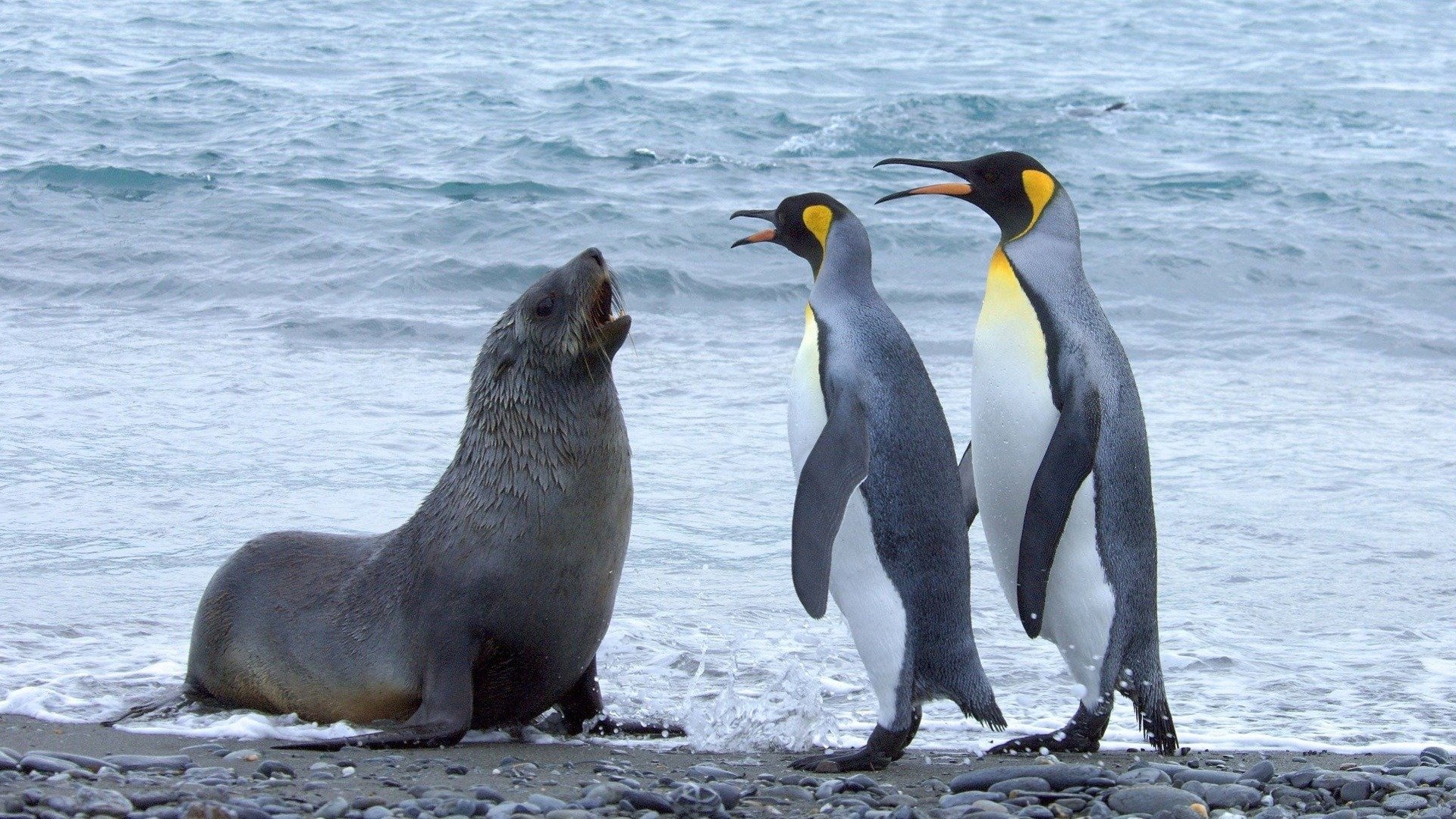 The Antarctica Challenge: A Global Warning: Trailer 1 - Trailers ...