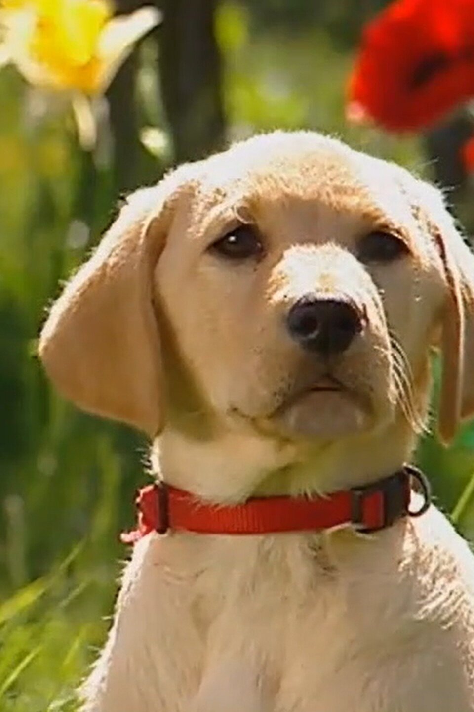 The Grass Is Always Greener Pictures Rotten Tomatoes