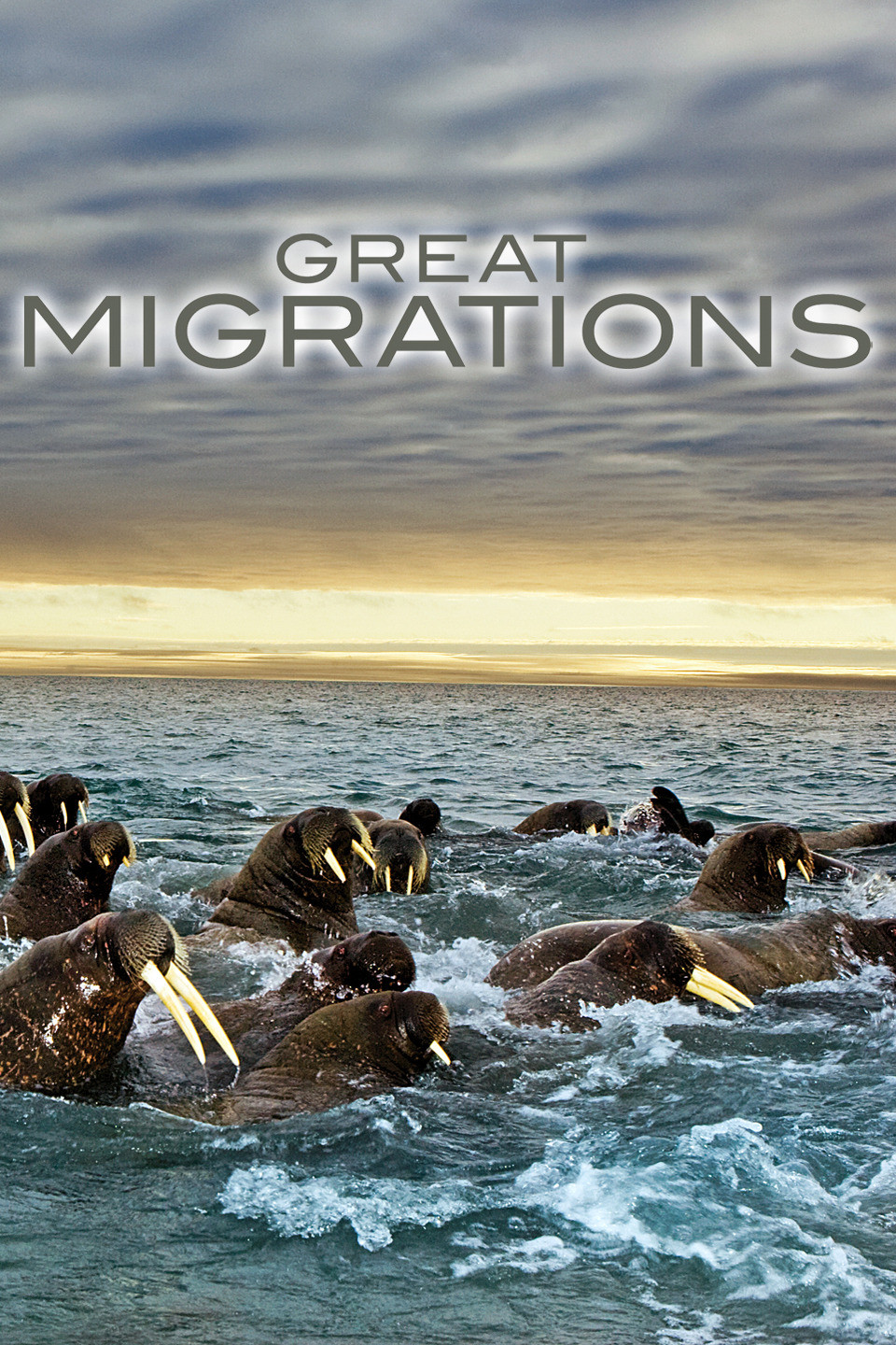 Great Migrations Rotten Tomatoes