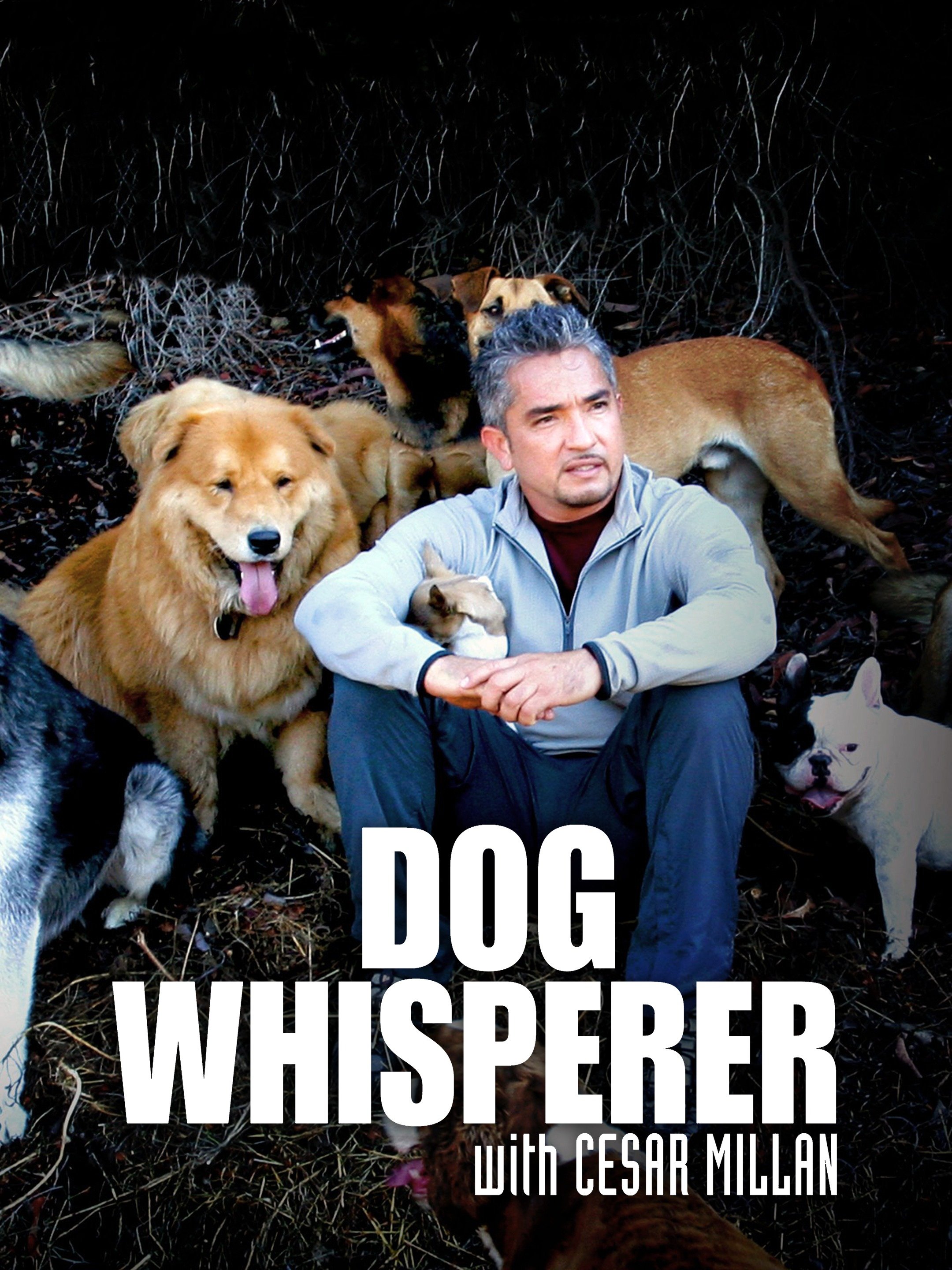Dog Whisperer Rotten Tomatoes