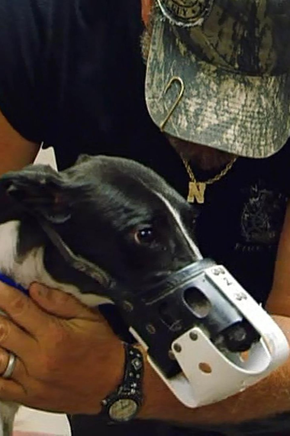 Larry Races Dogs Pictures Rotten Tomatoes