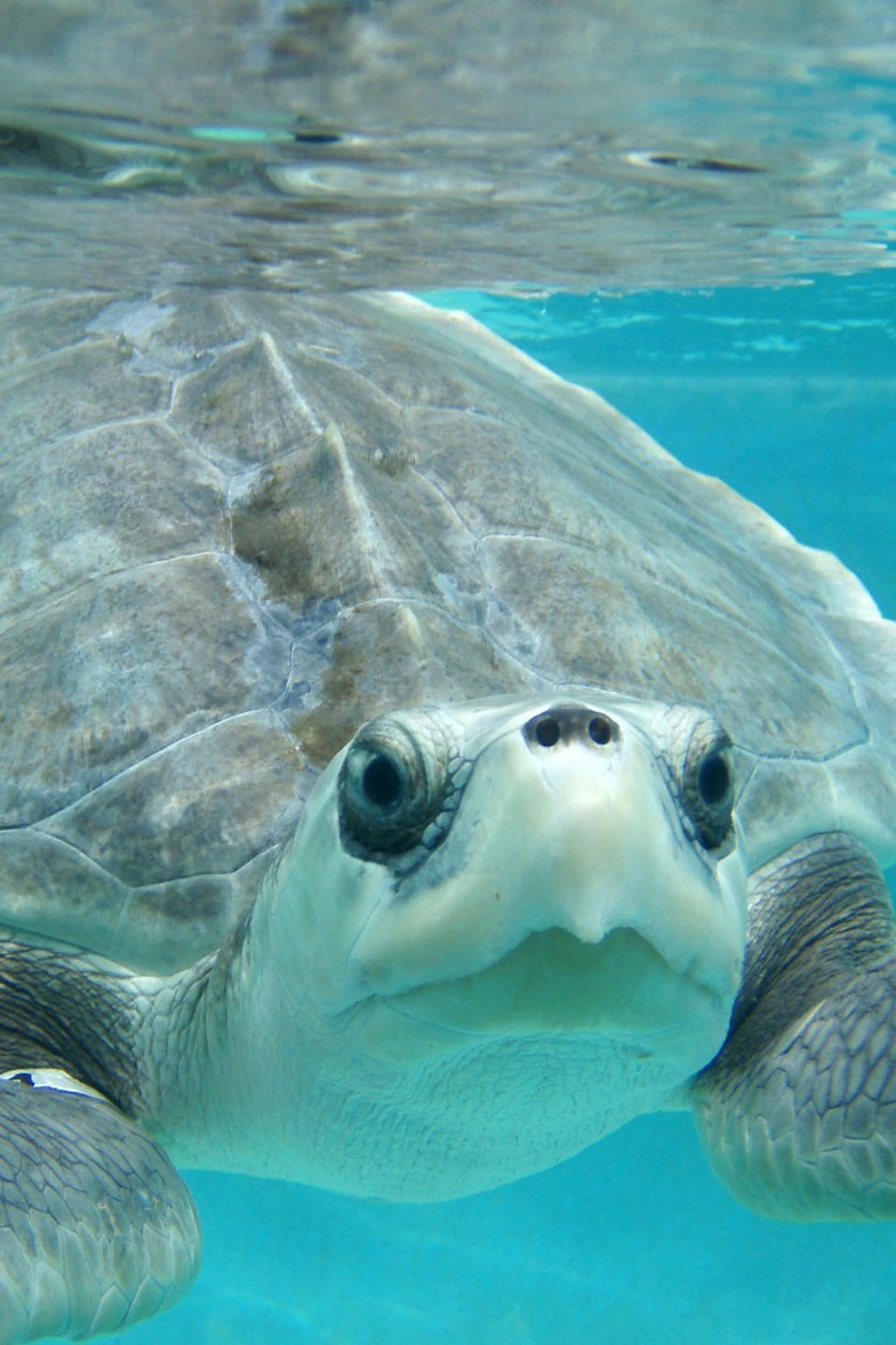 BirdEating Catfish Pictures Rotten Tomatoes