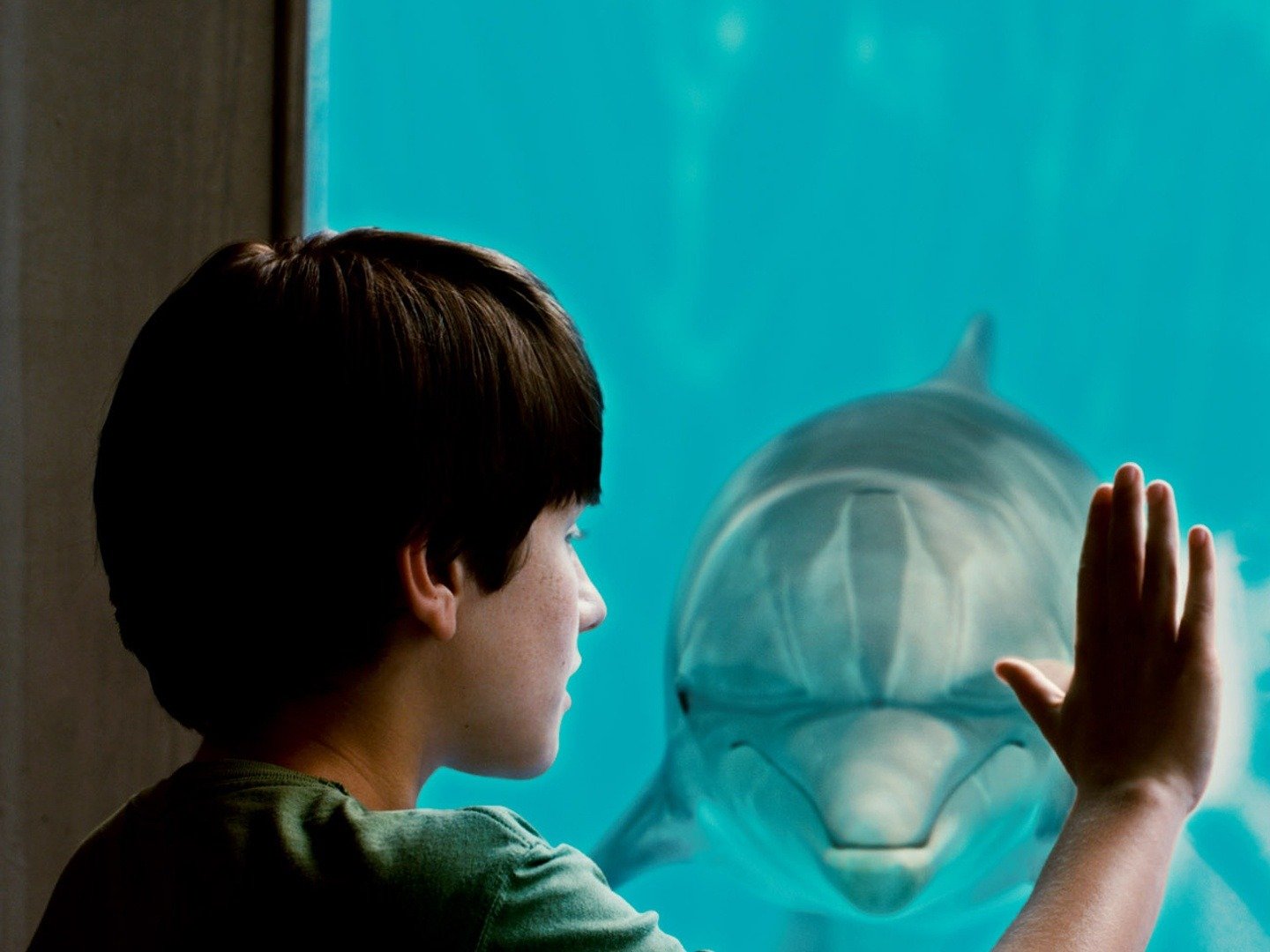 Dolphin Tale - Rotten Tomatoes