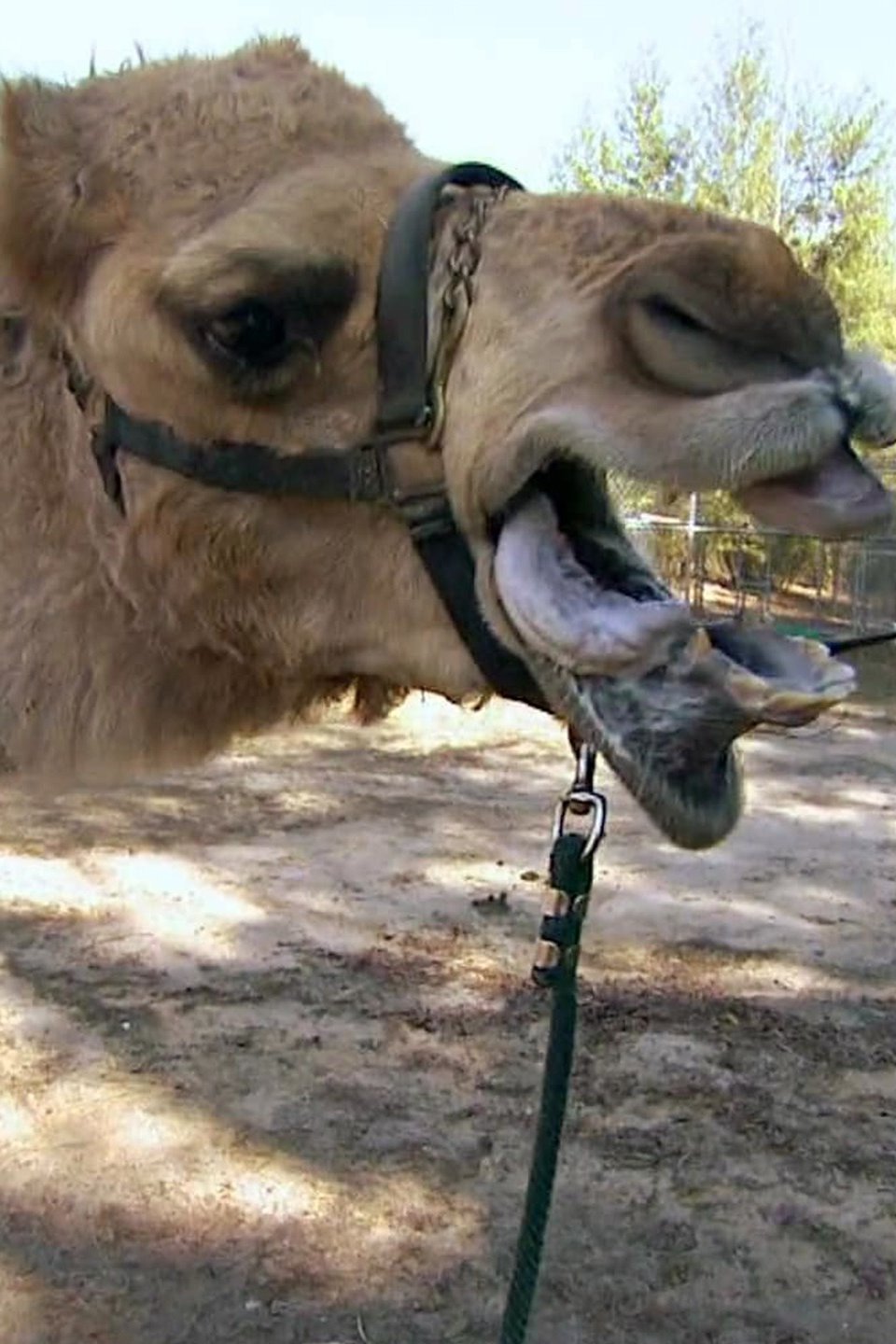Straw That Broke the Camel