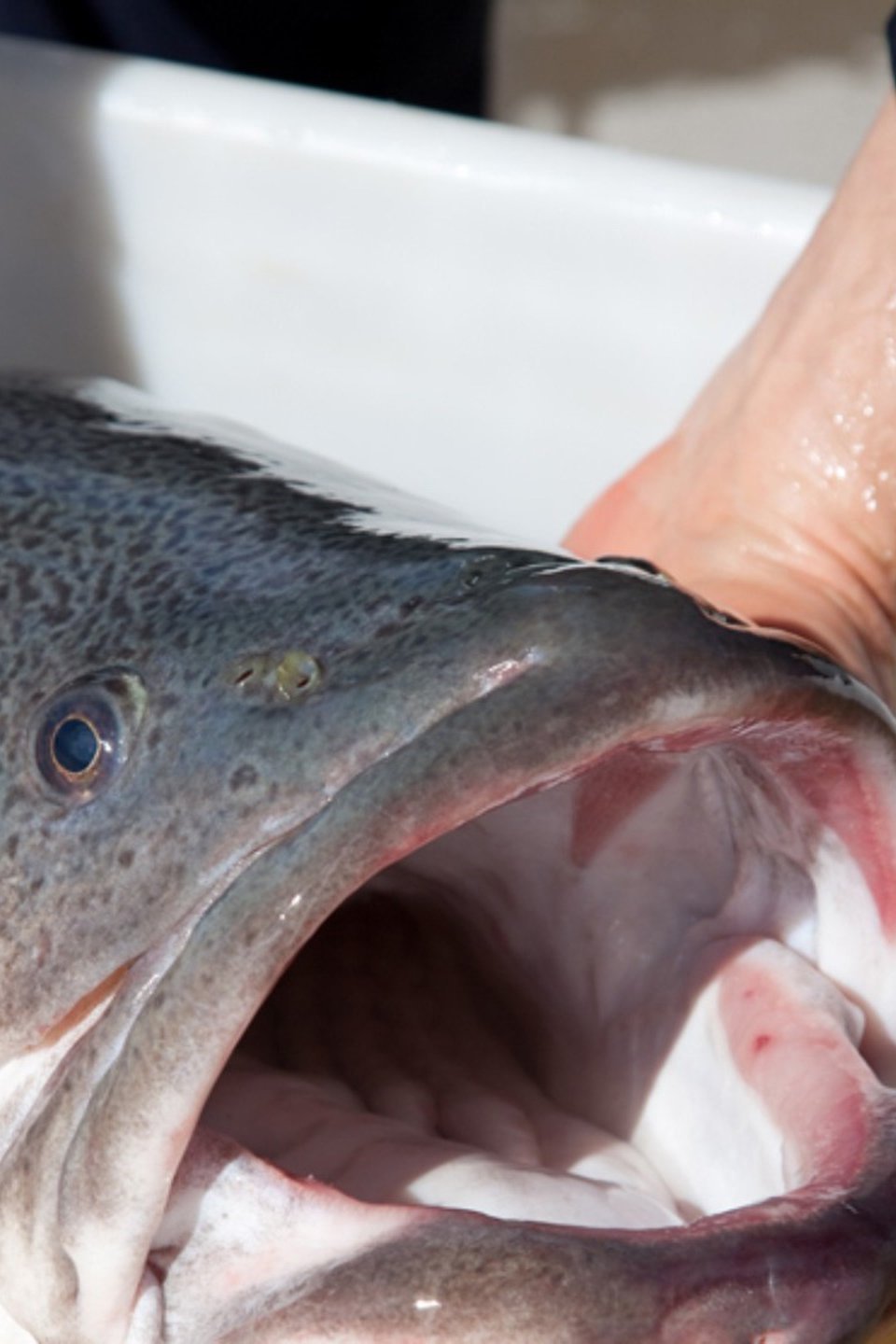 Australian River King Pictures Rotten Tomatoes