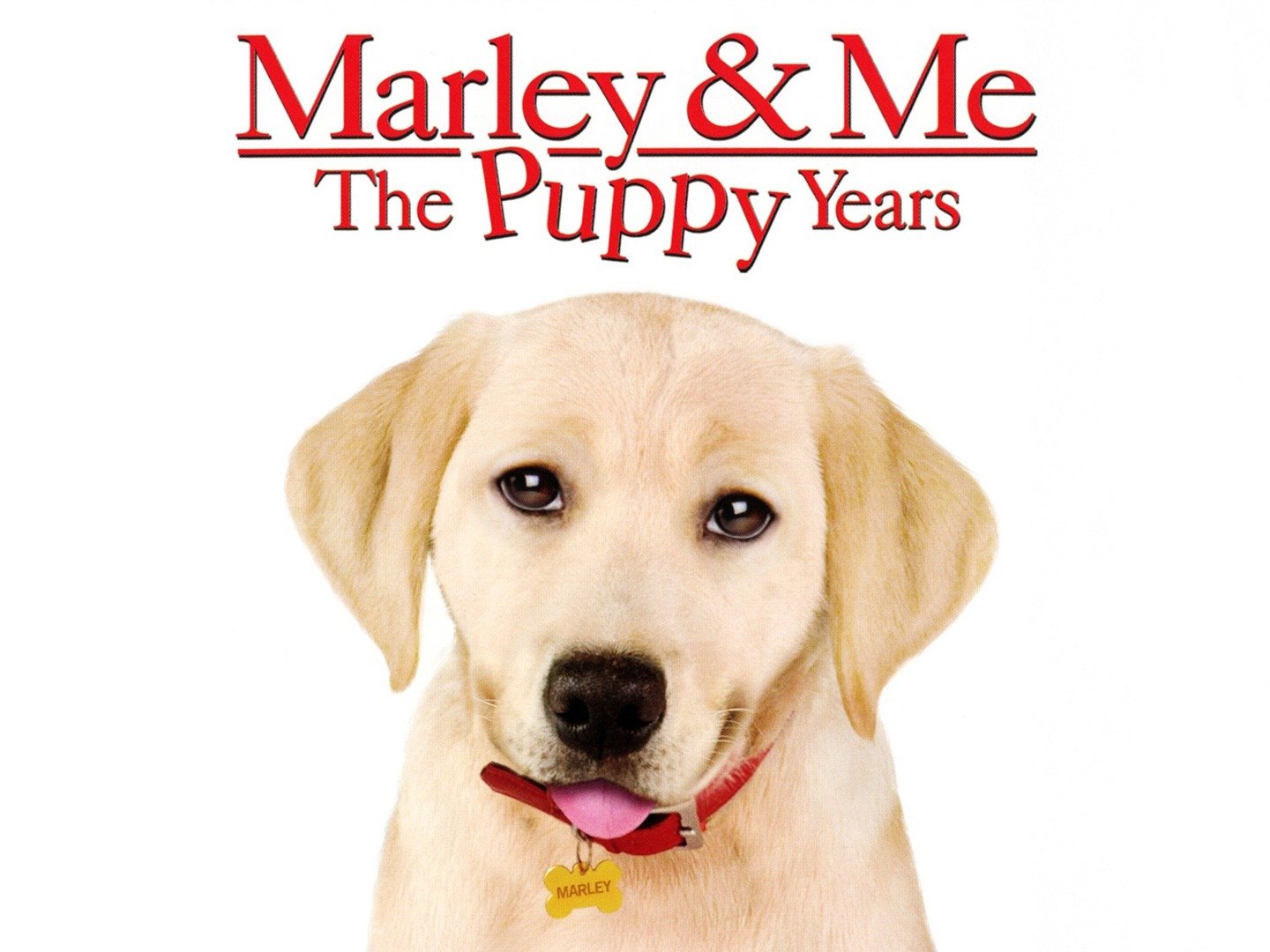 Does The Dog Die In Marley And Me