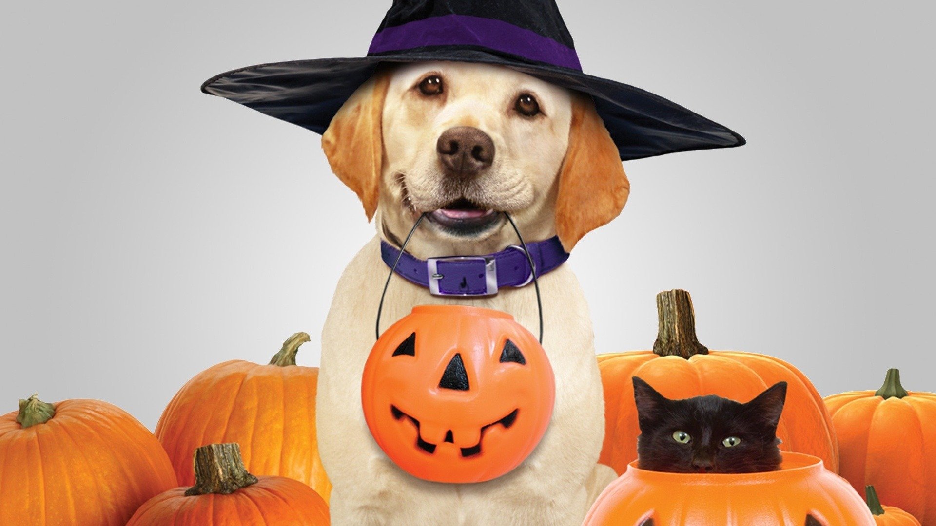 The Dog Who Saved Halloween - Rotten Tomatoes
