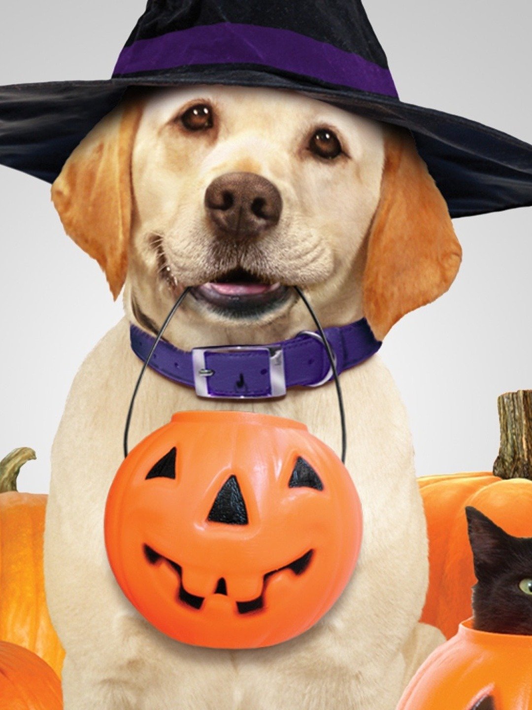 The Dog Who Saved Halloween - Rotten Tomatoes