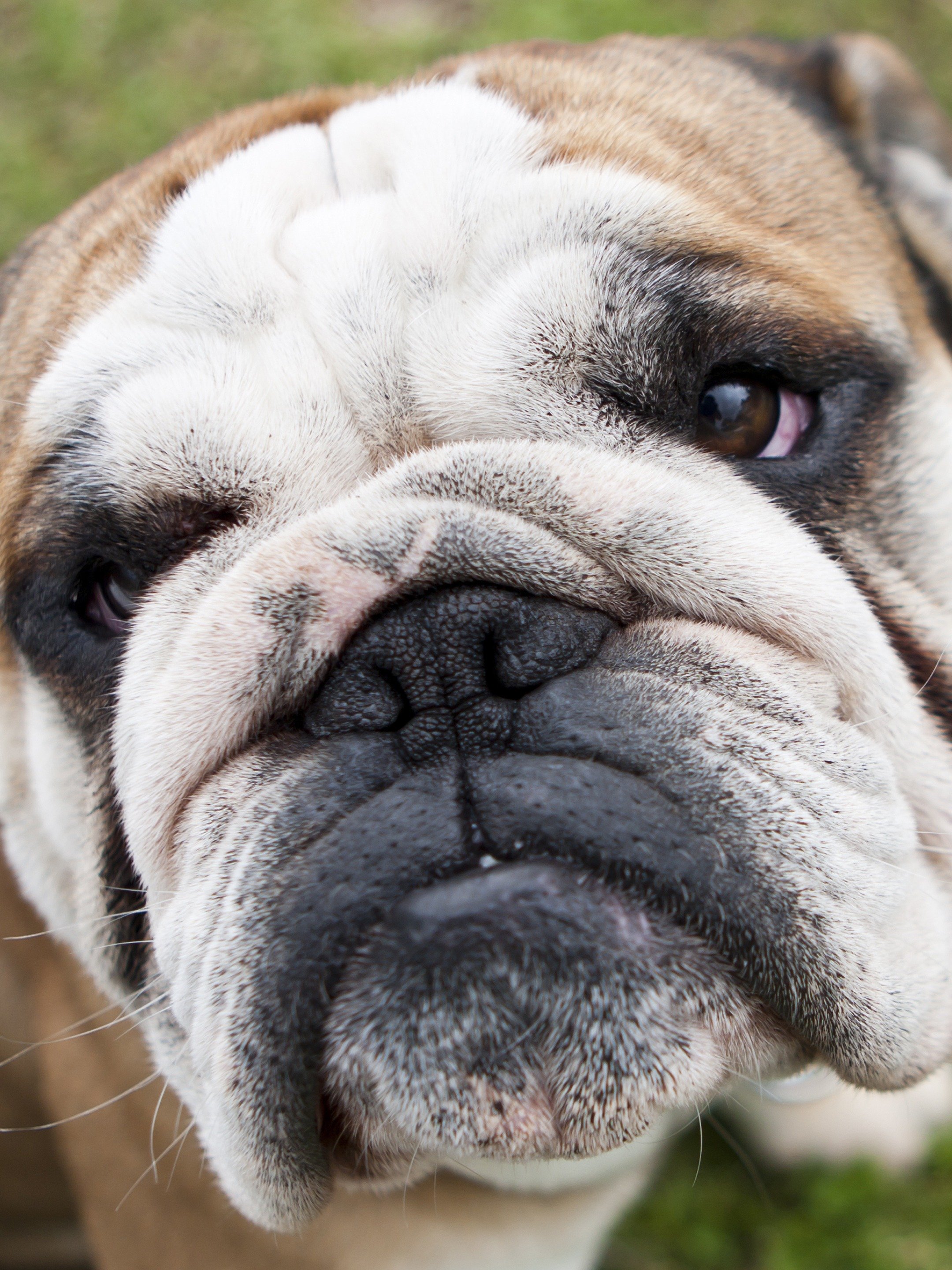 Klepto K9's and Escape Artists Pictures Rotten Tomatoes