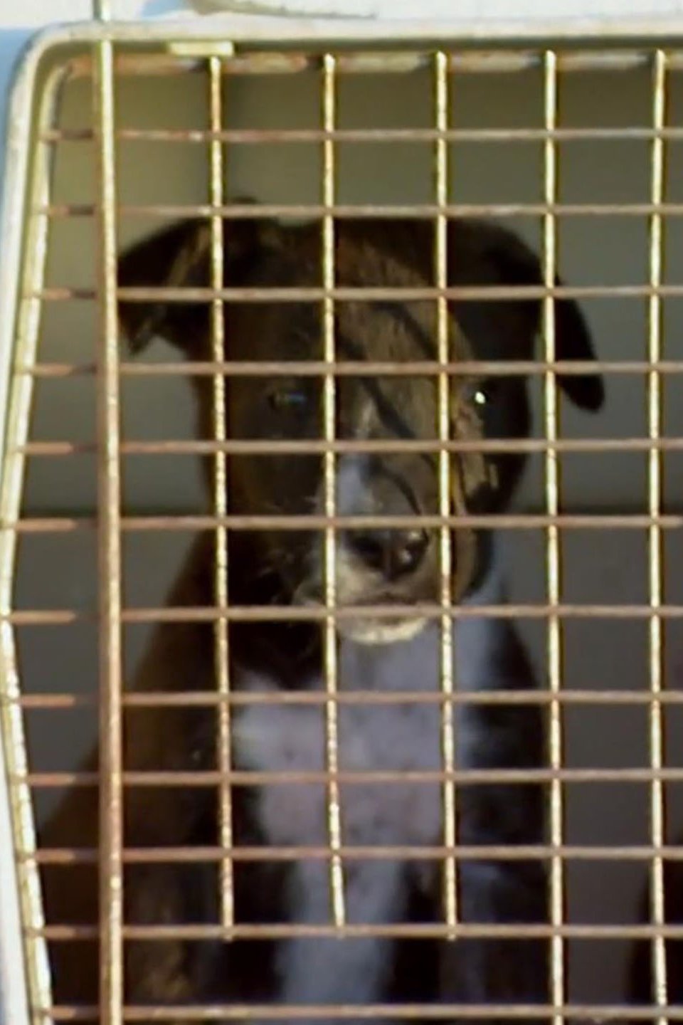 Cut Loose Pictures Rotten Tomatoes