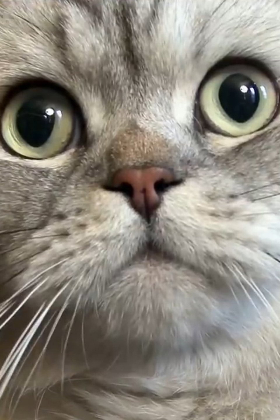 English Kitties and Stowaway Cats Pictures Rotten Tomatoes