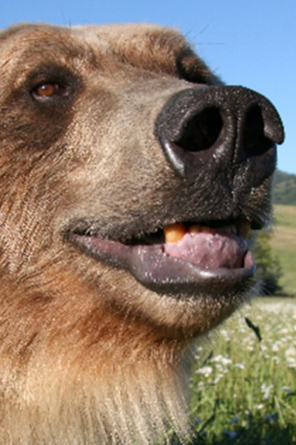 Grizzly vs. Polar Bear Pictures Rotten Tomatoes