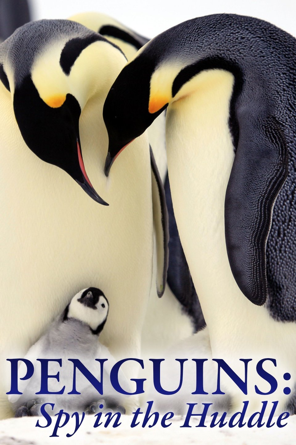 Penguins: Spy in the Huddle Pictures - Rotten Tomatoes